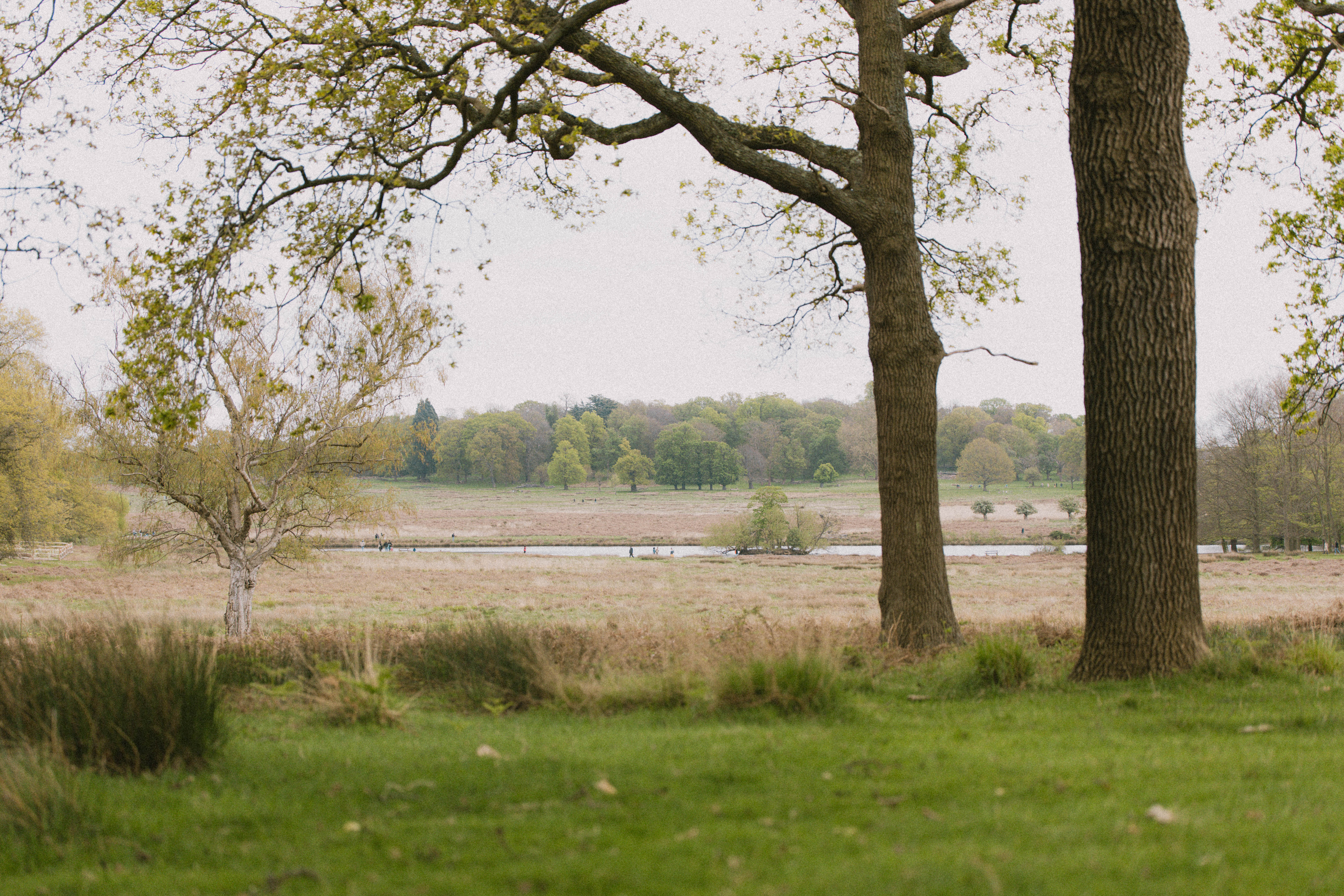 Richmond Park 176