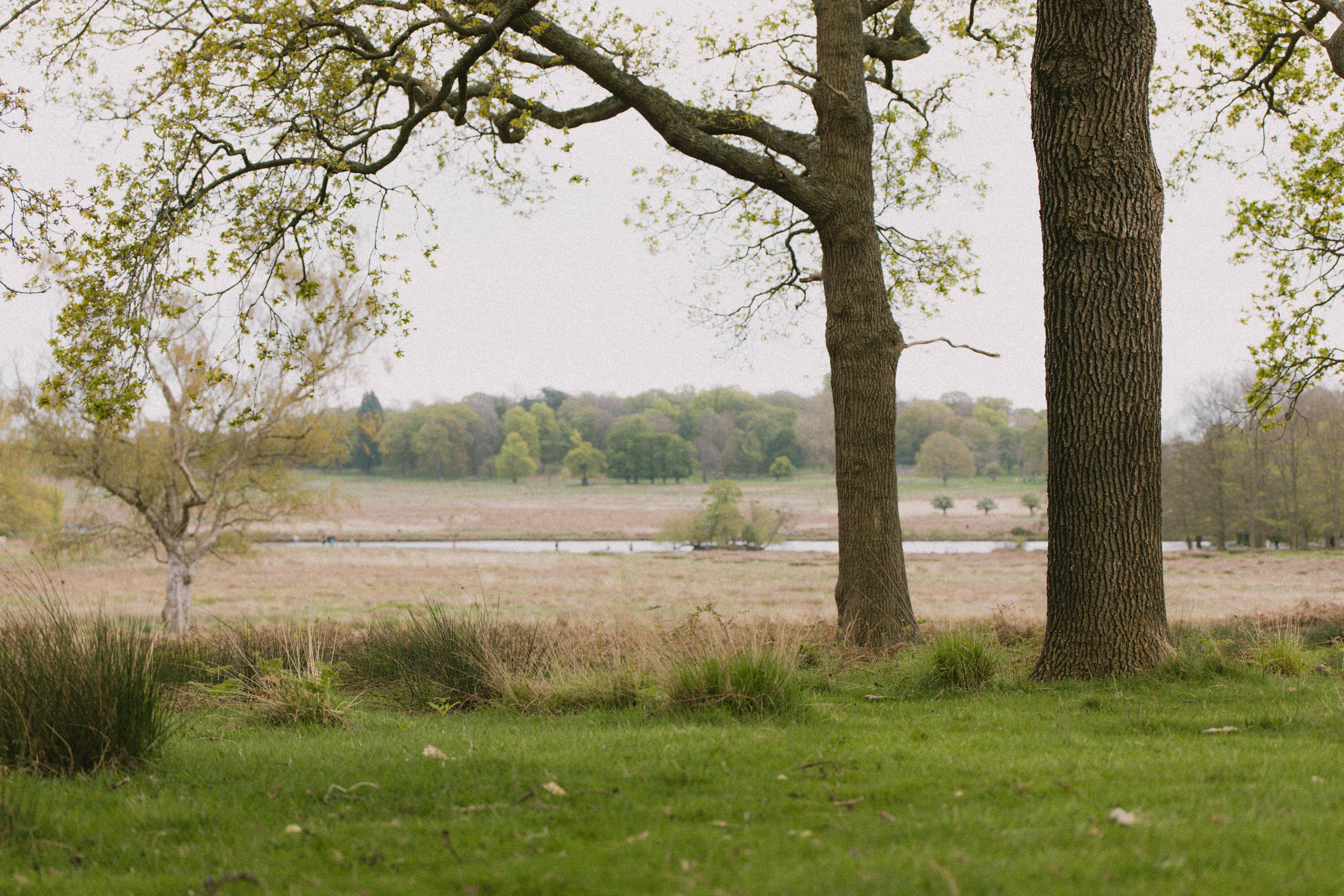 Richmond Park 177