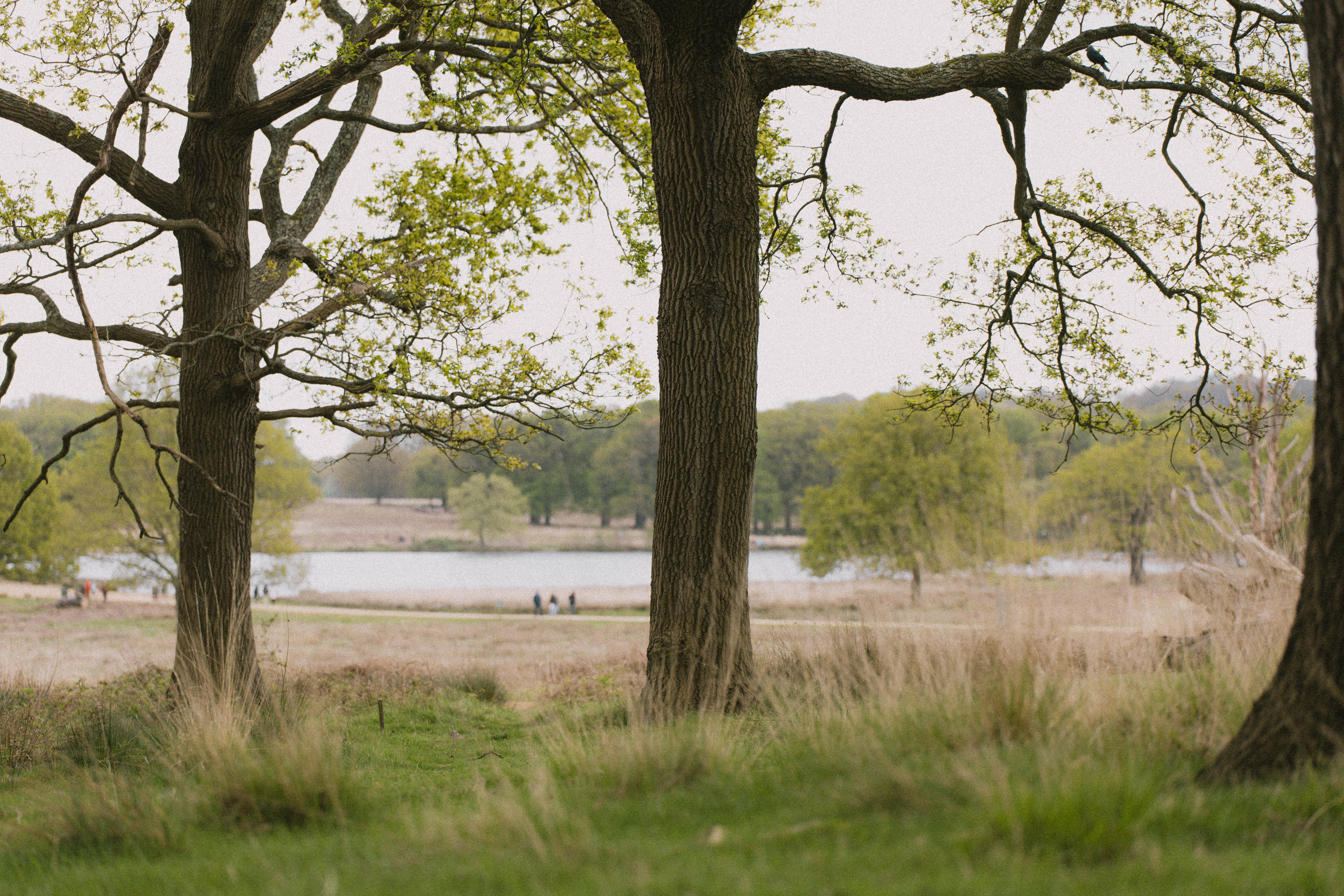 Richmond Park 178