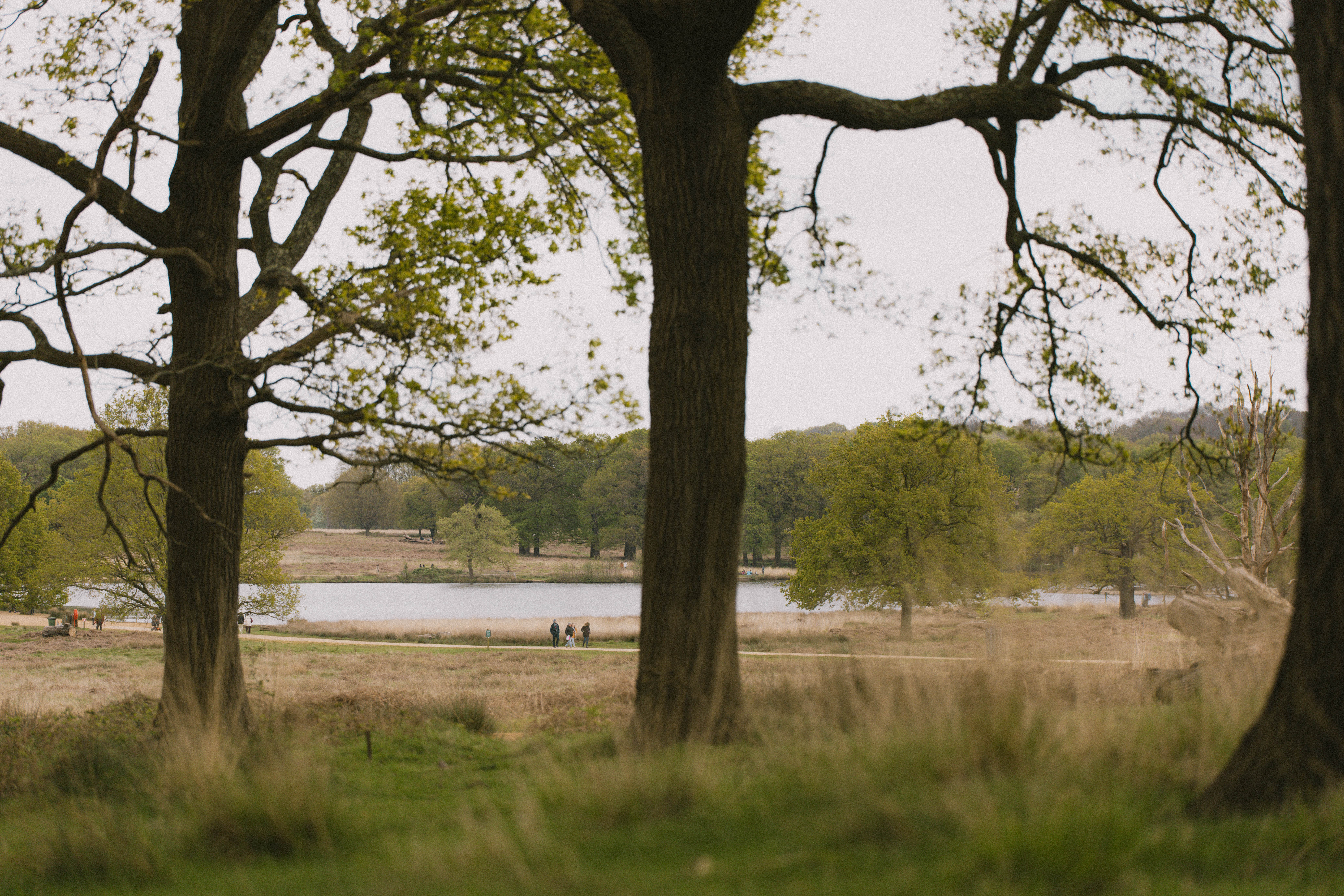 Richmond Park 179