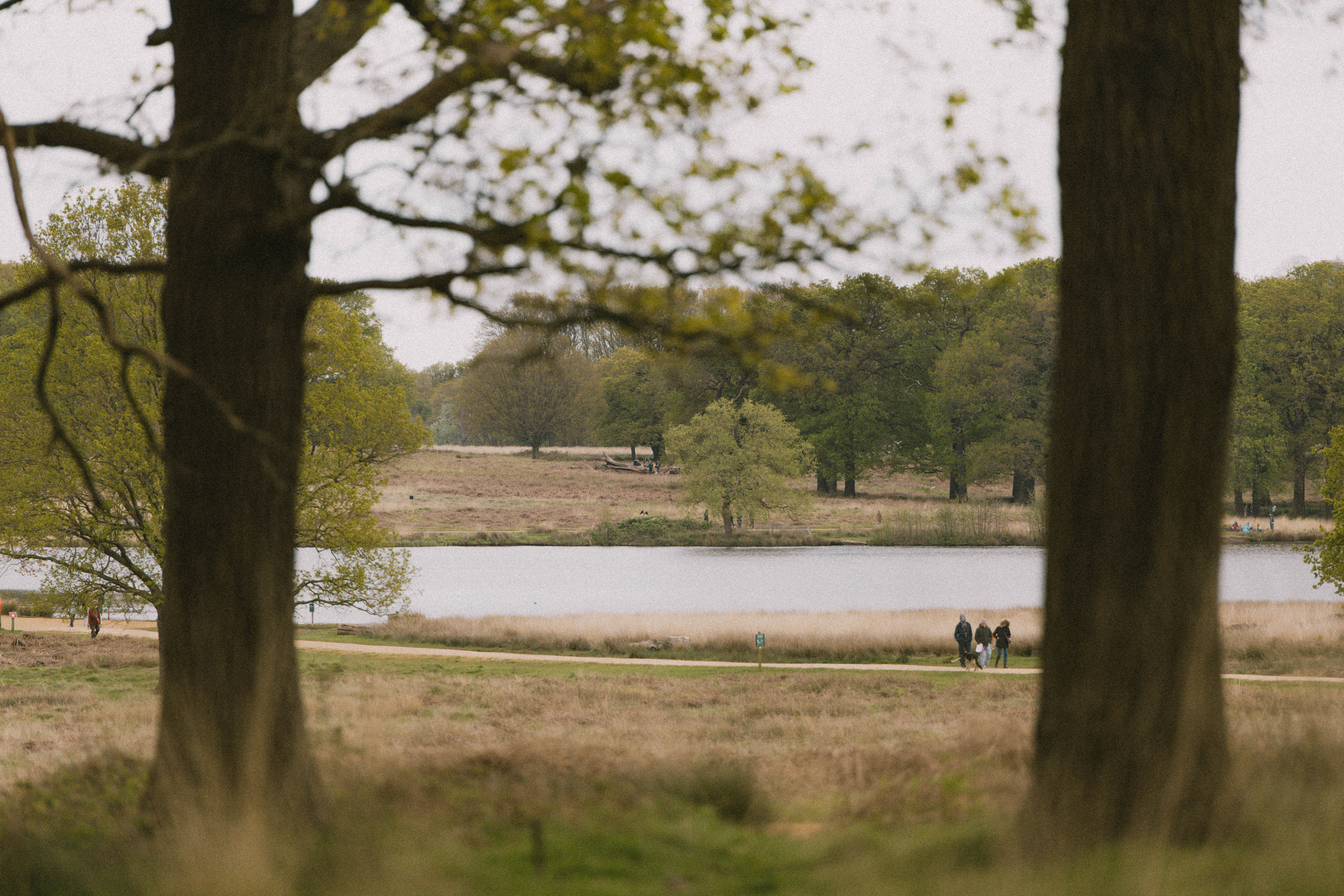Richmond Park 180