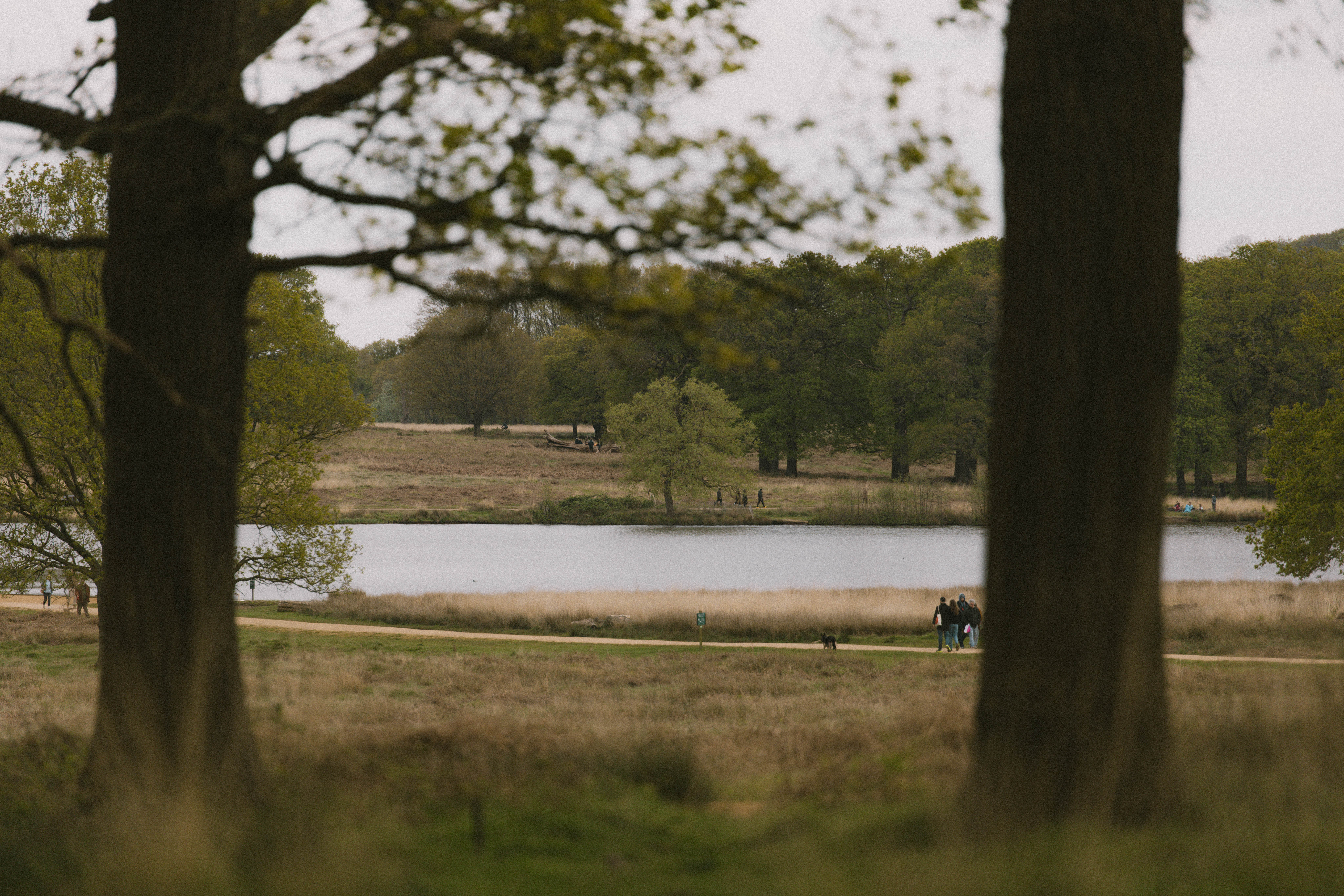 Richmond Park 181
