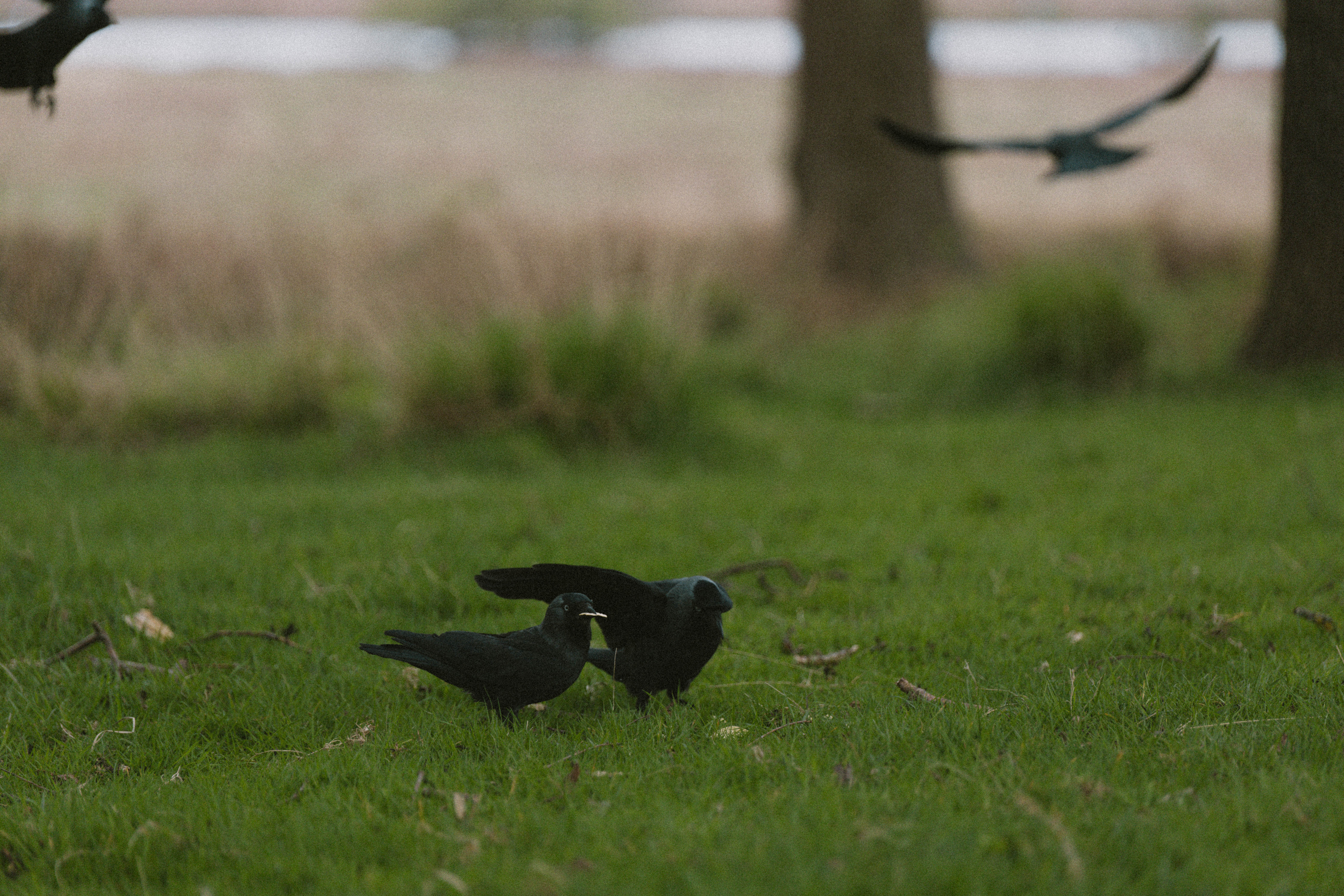 Richmond Park 184