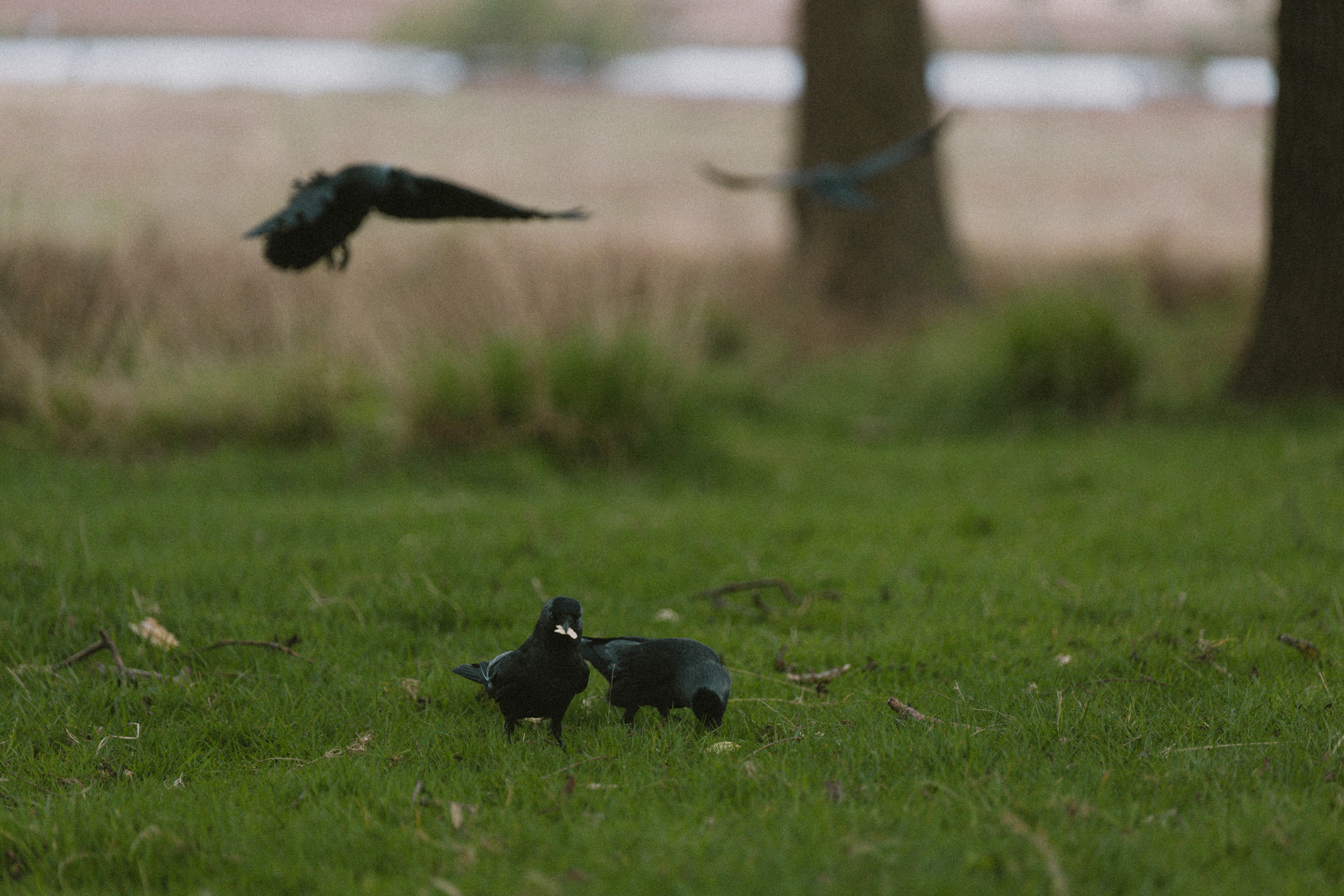 Richmond Park 185
