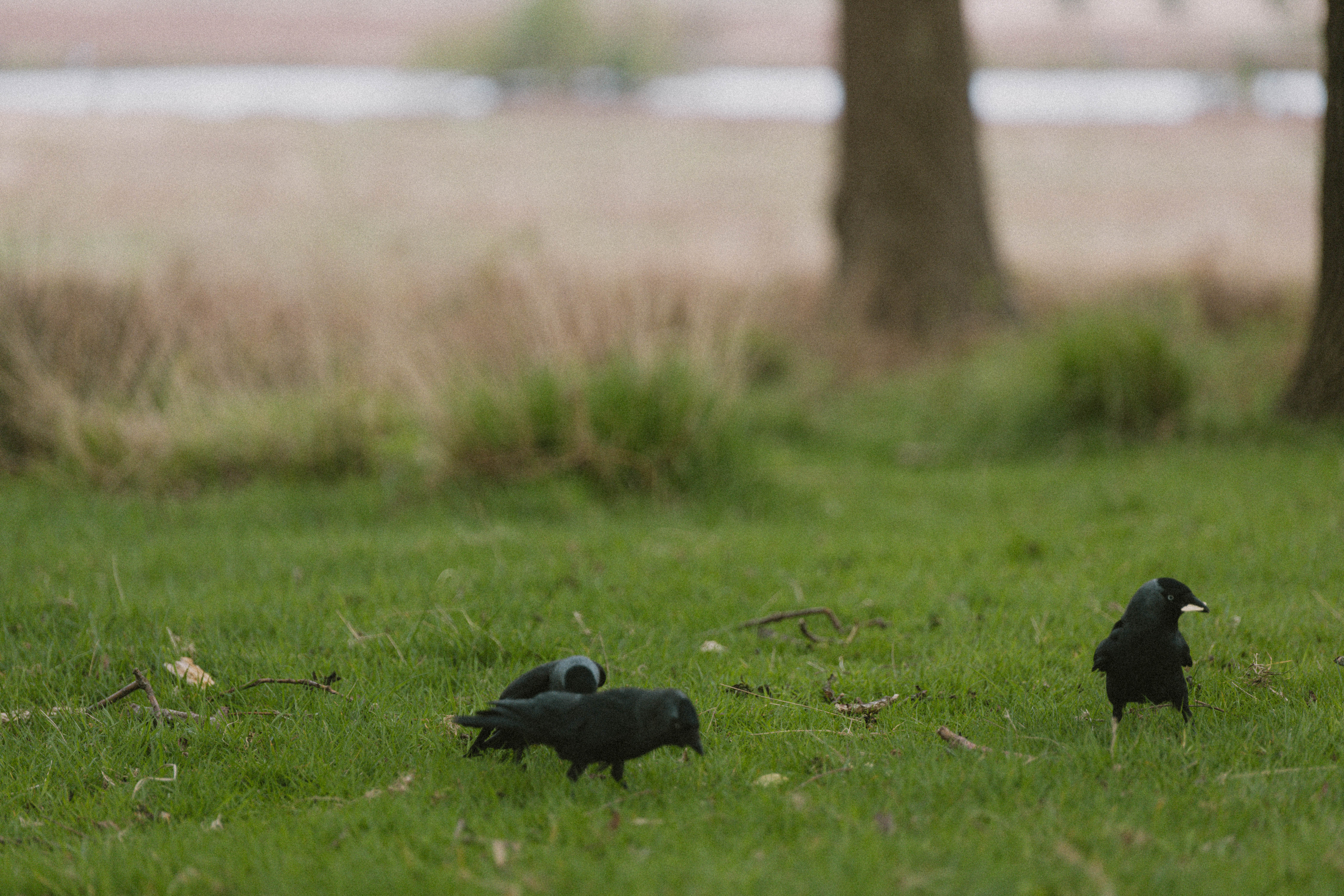 Richmond Park 186