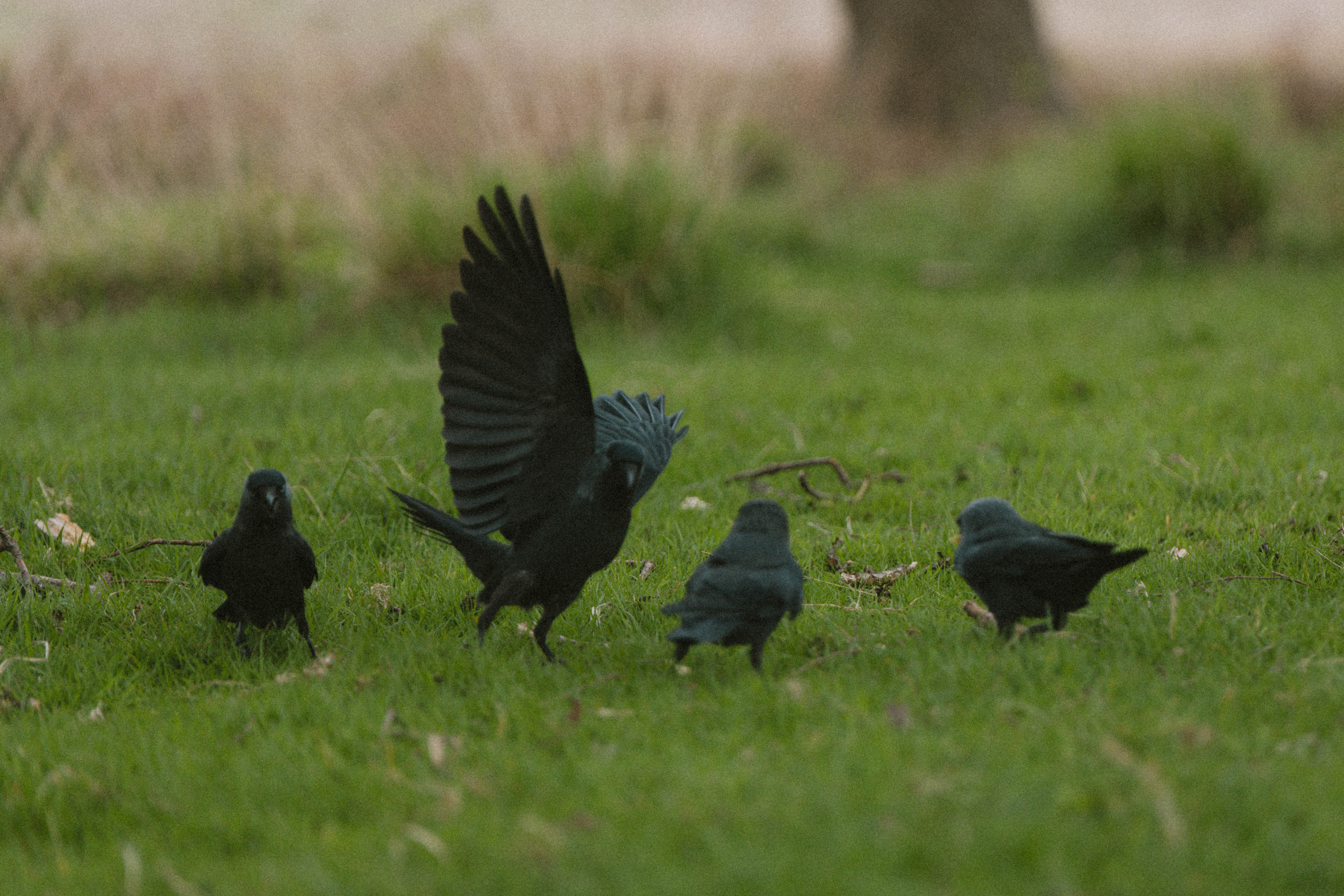 Richmond Park 187