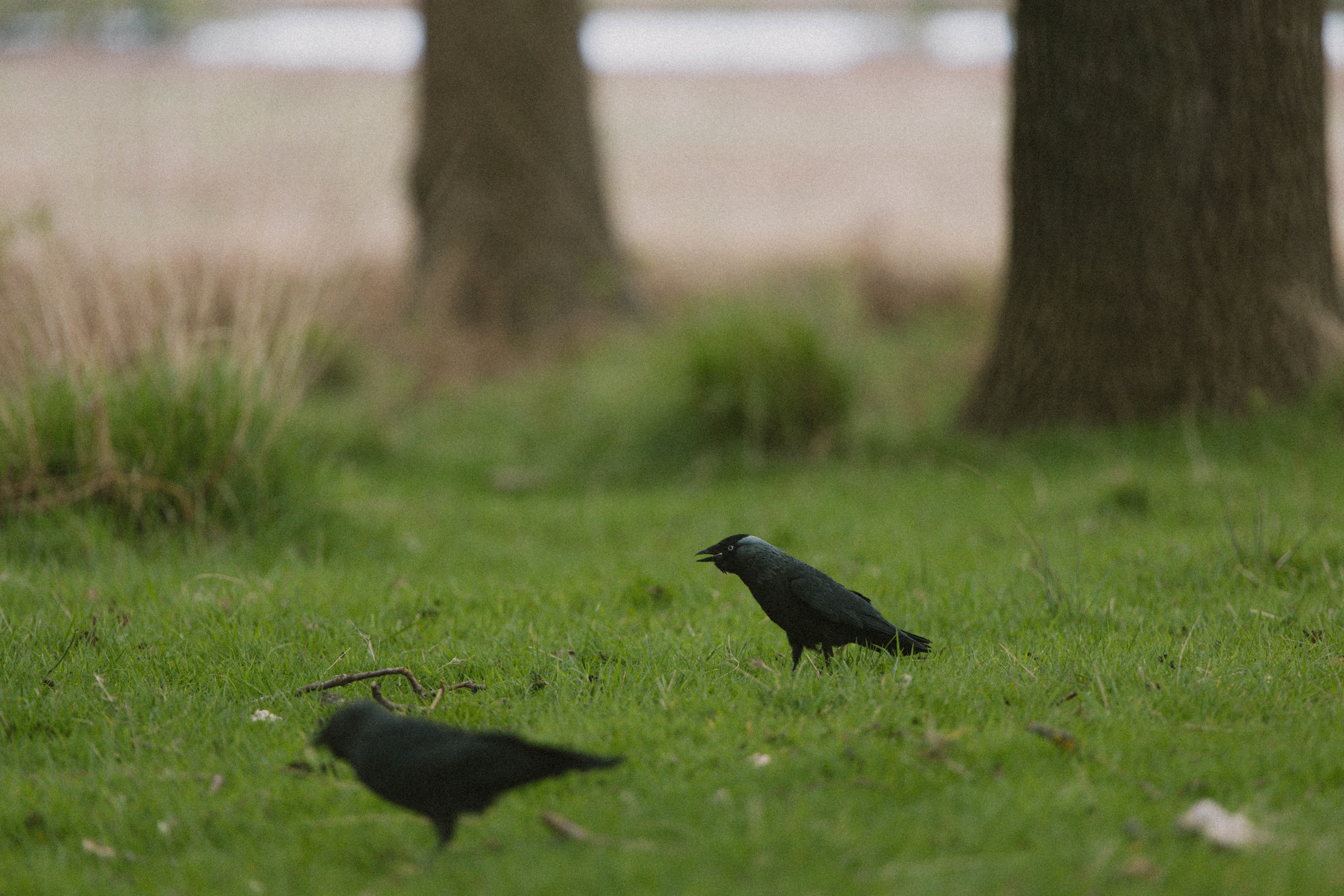 Richmond Park 188