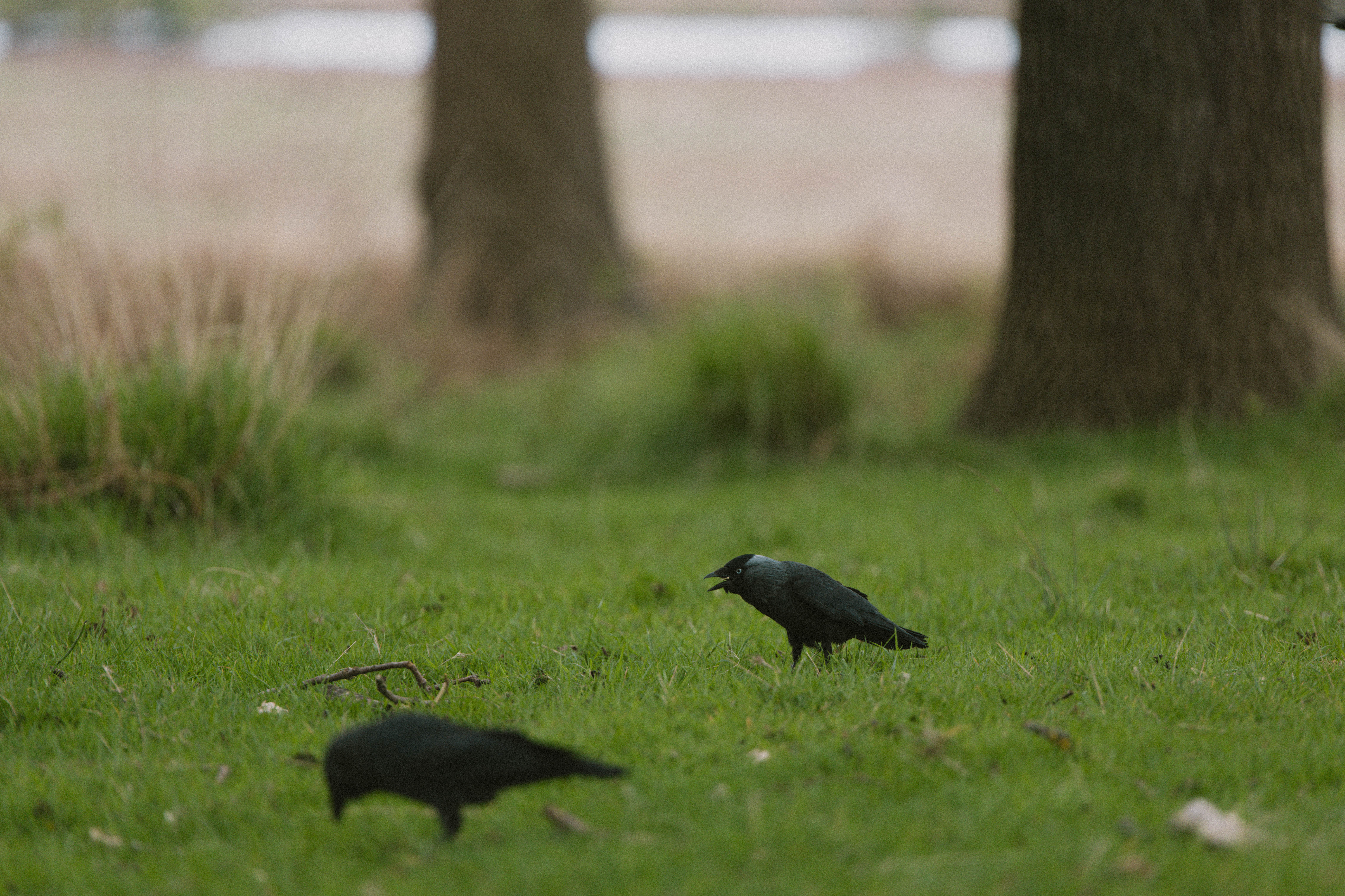 Richmond Park 189
