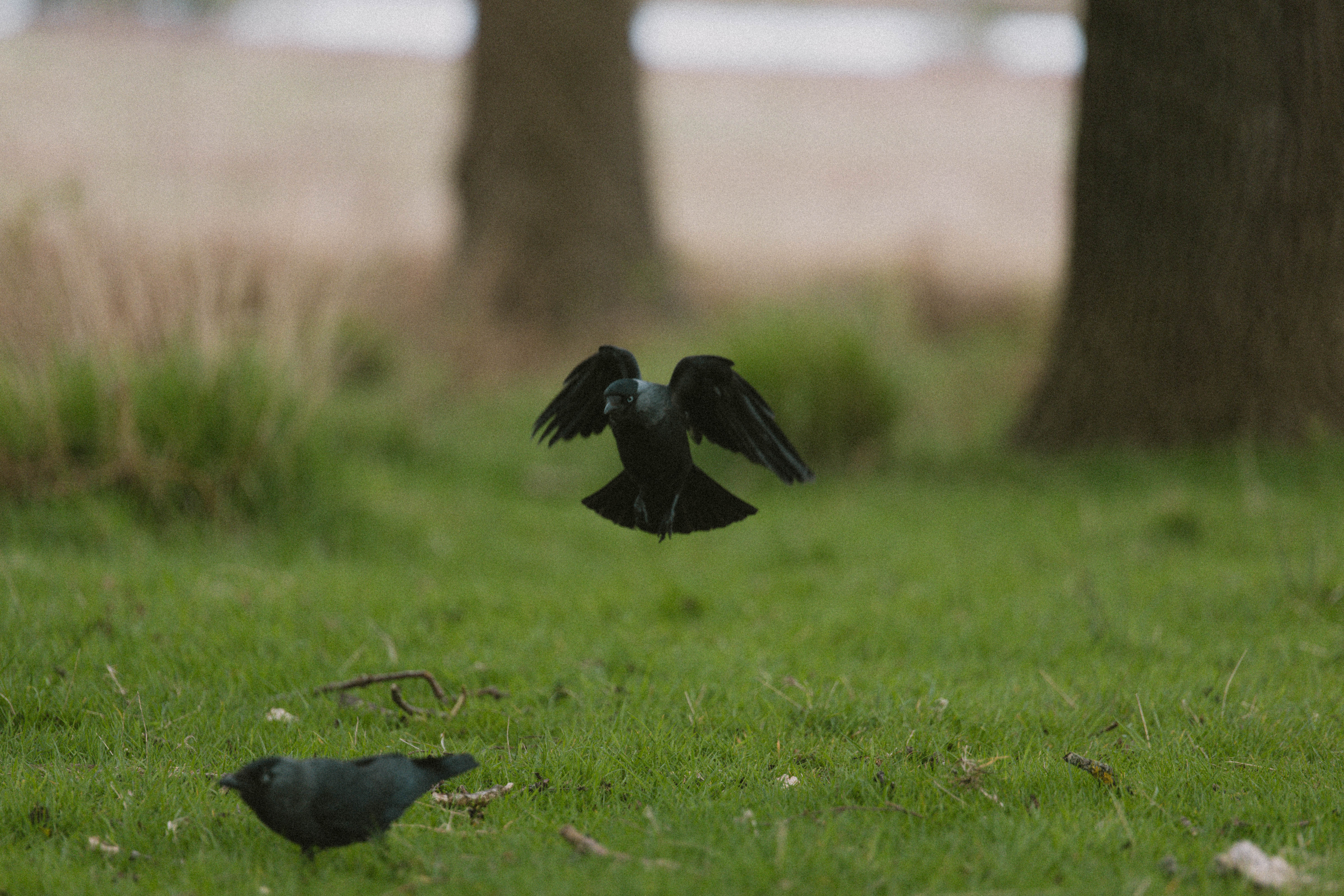 Richmond Park 190