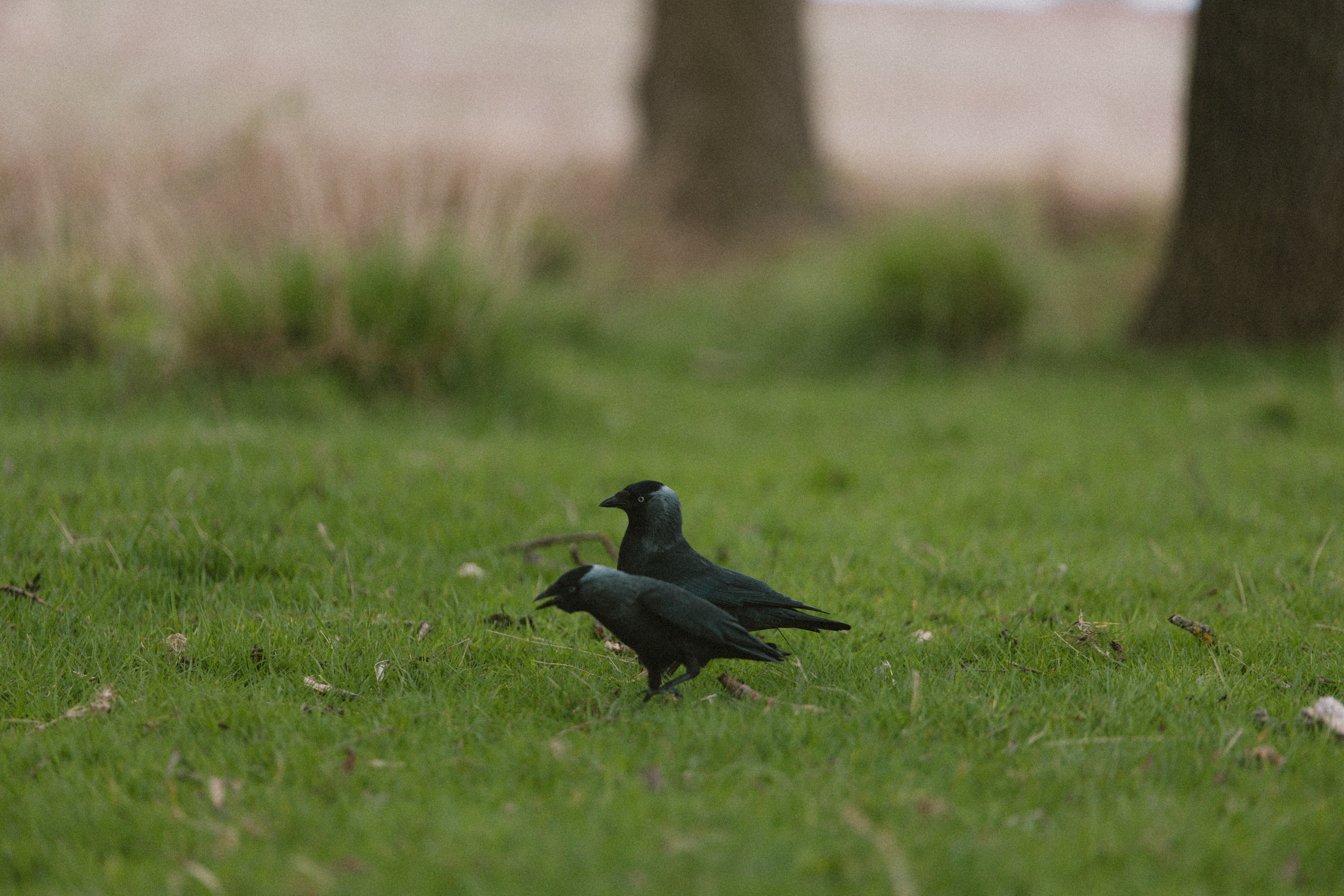 Richmond Park 191