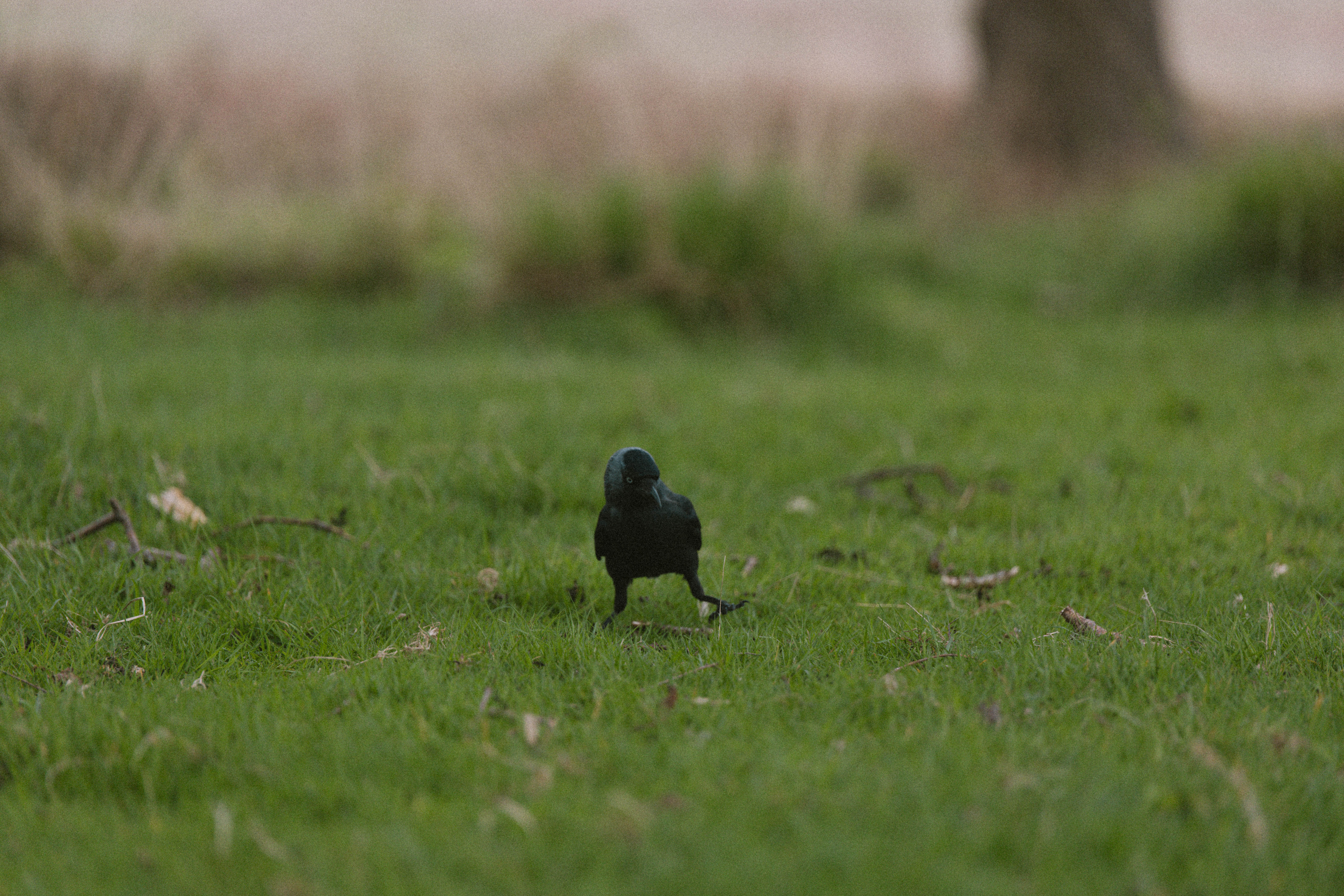 Richmond Park 192