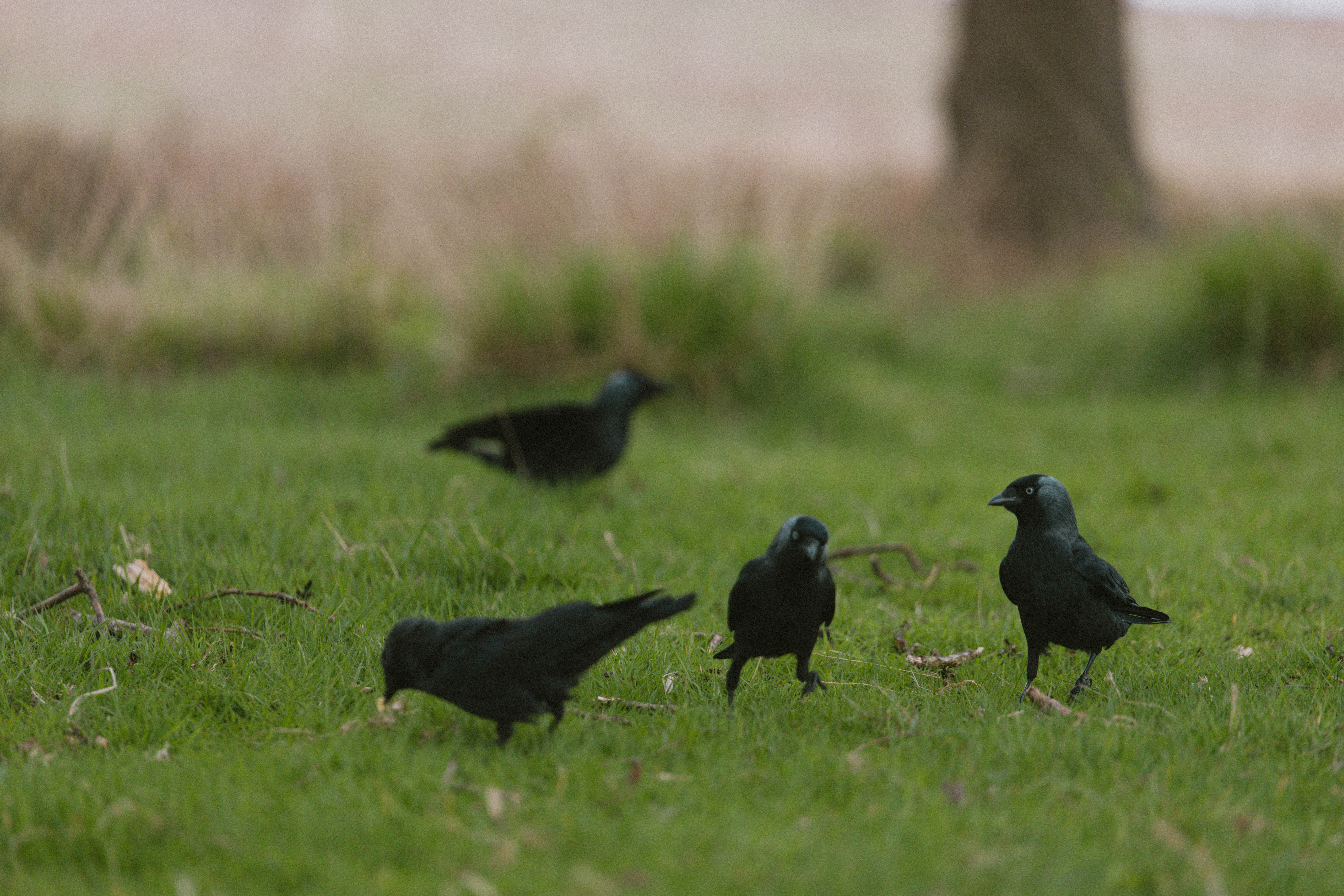 Richmond Park 193