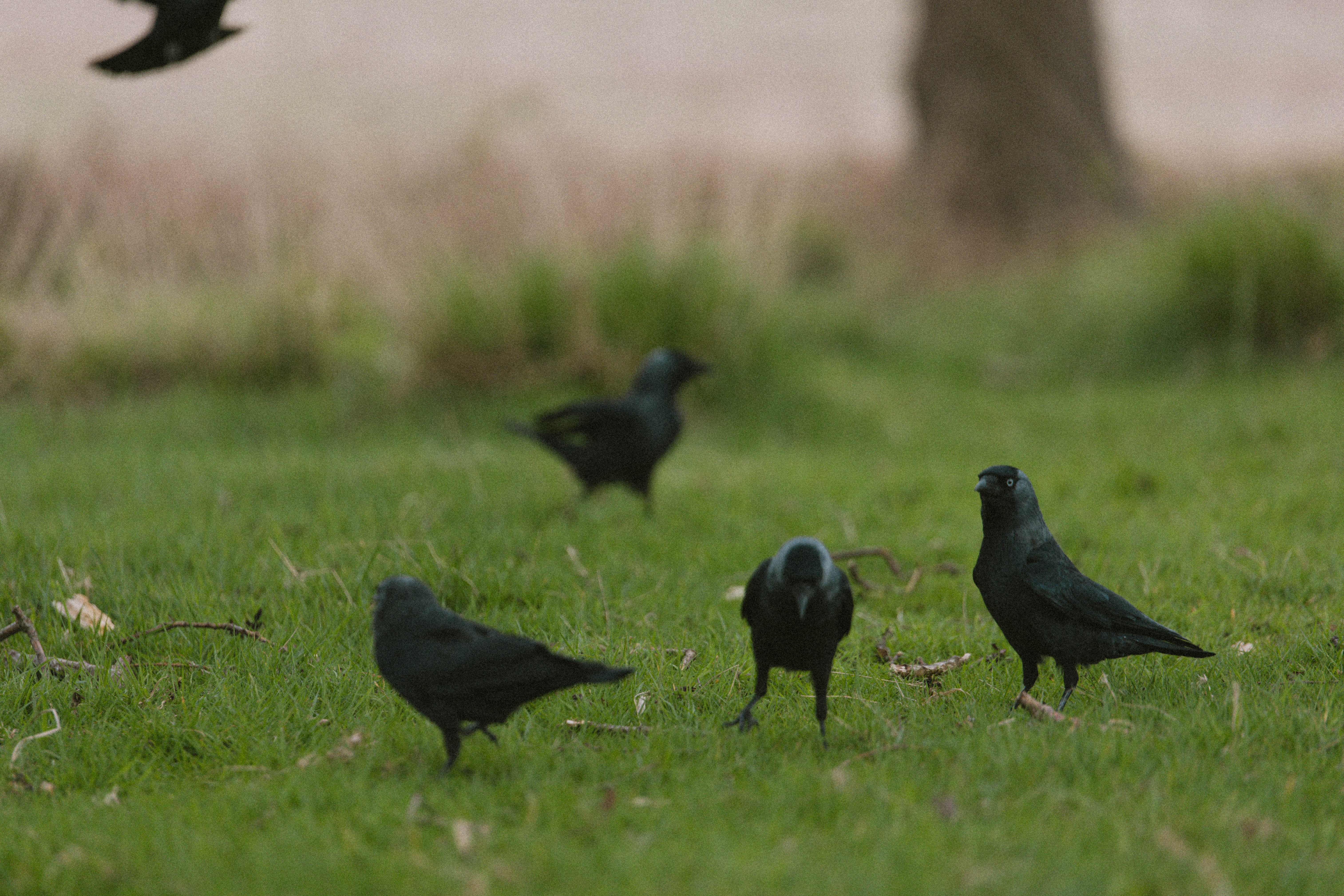 Richmond Park 194