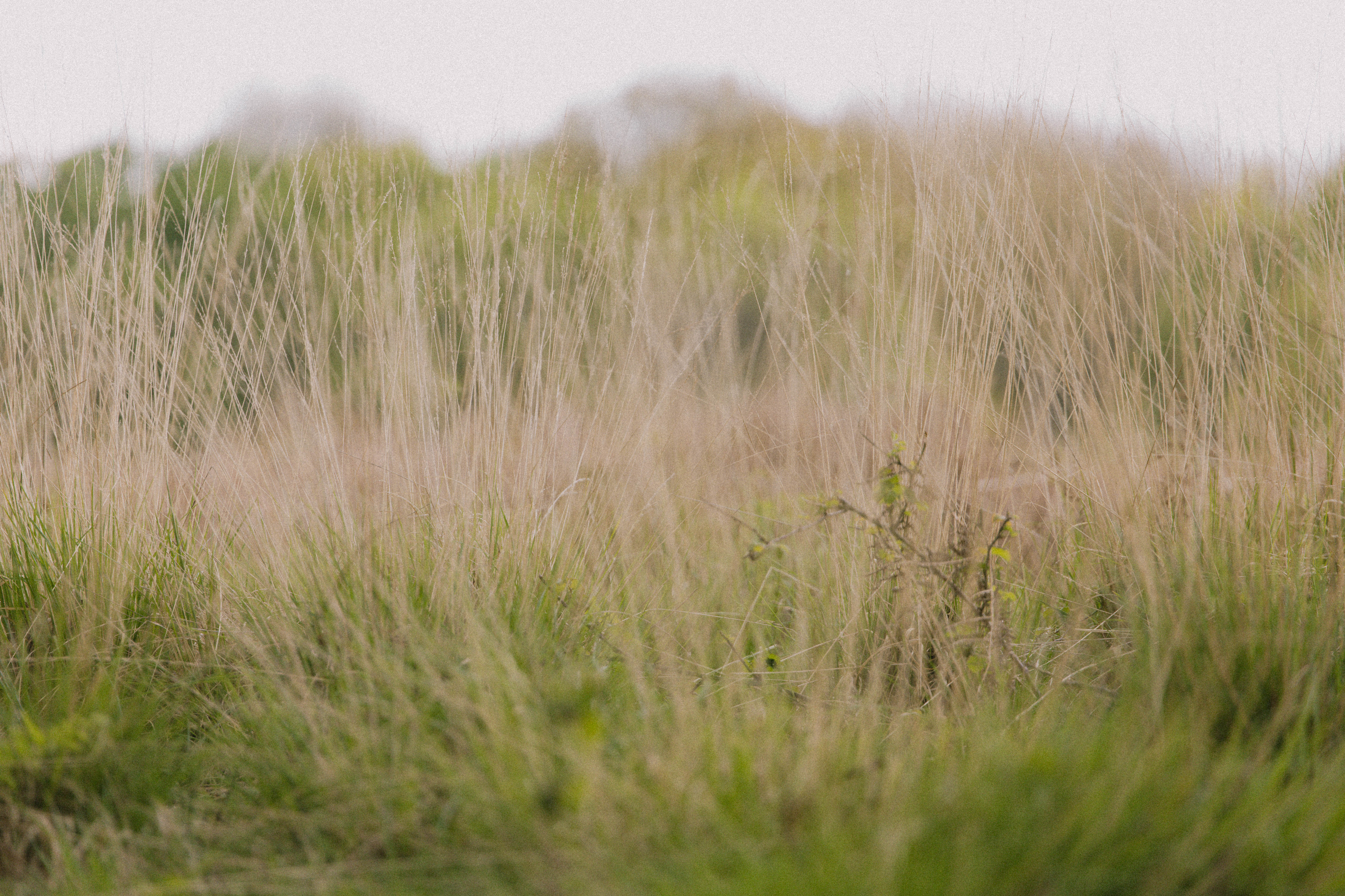 Richmond Park 195