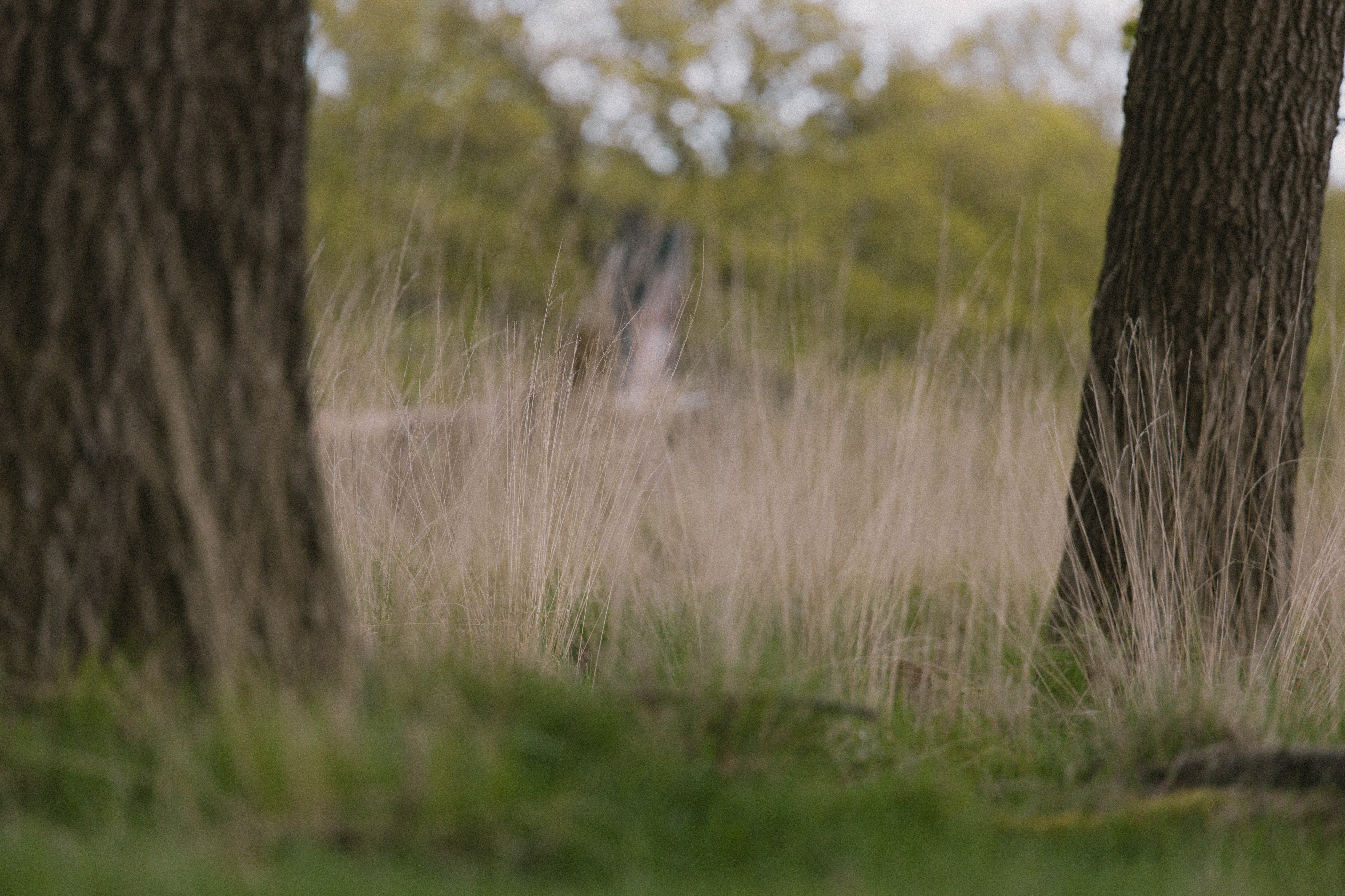 Richmond Park 196