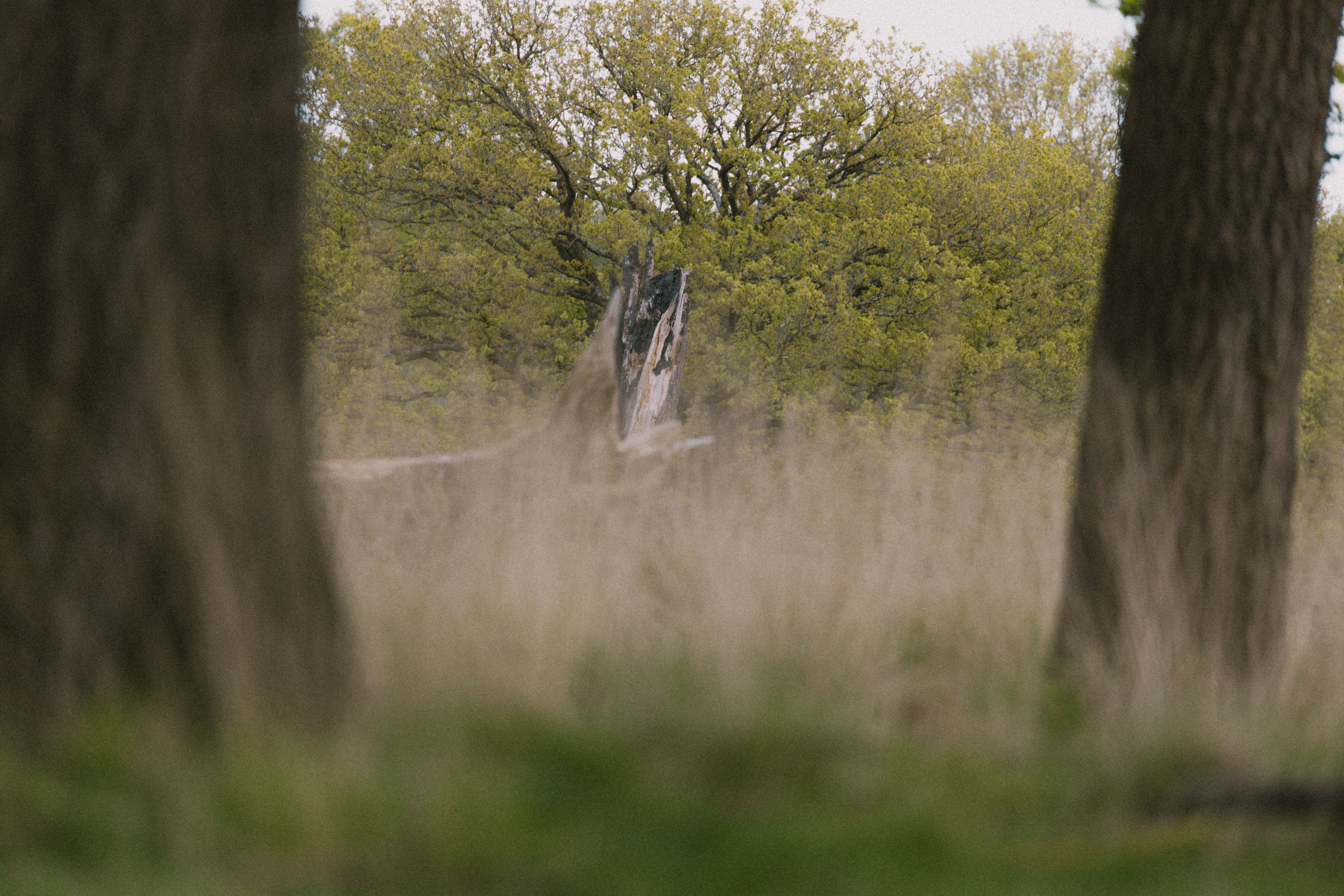 Richmond Park 197