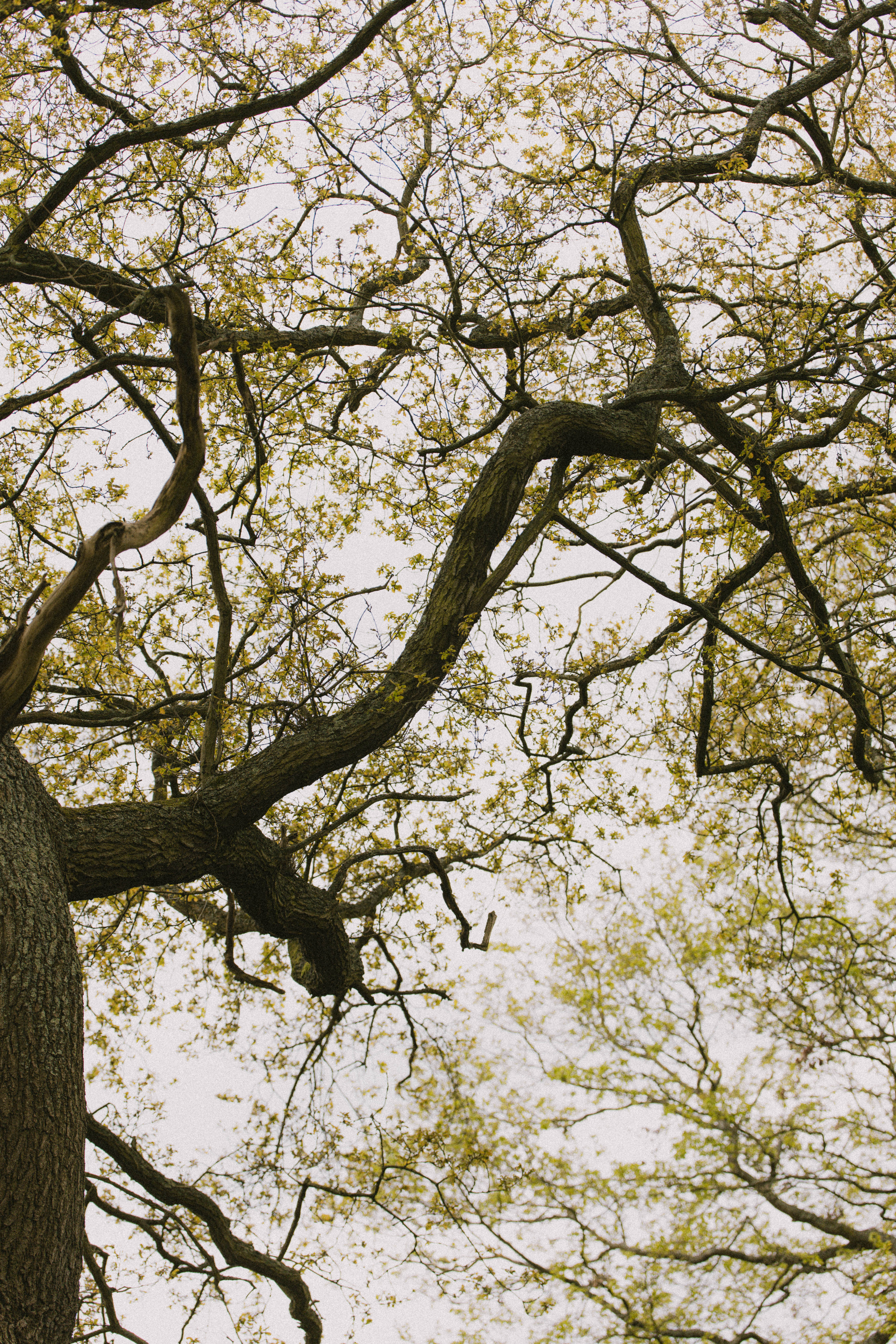Richmond Park 198