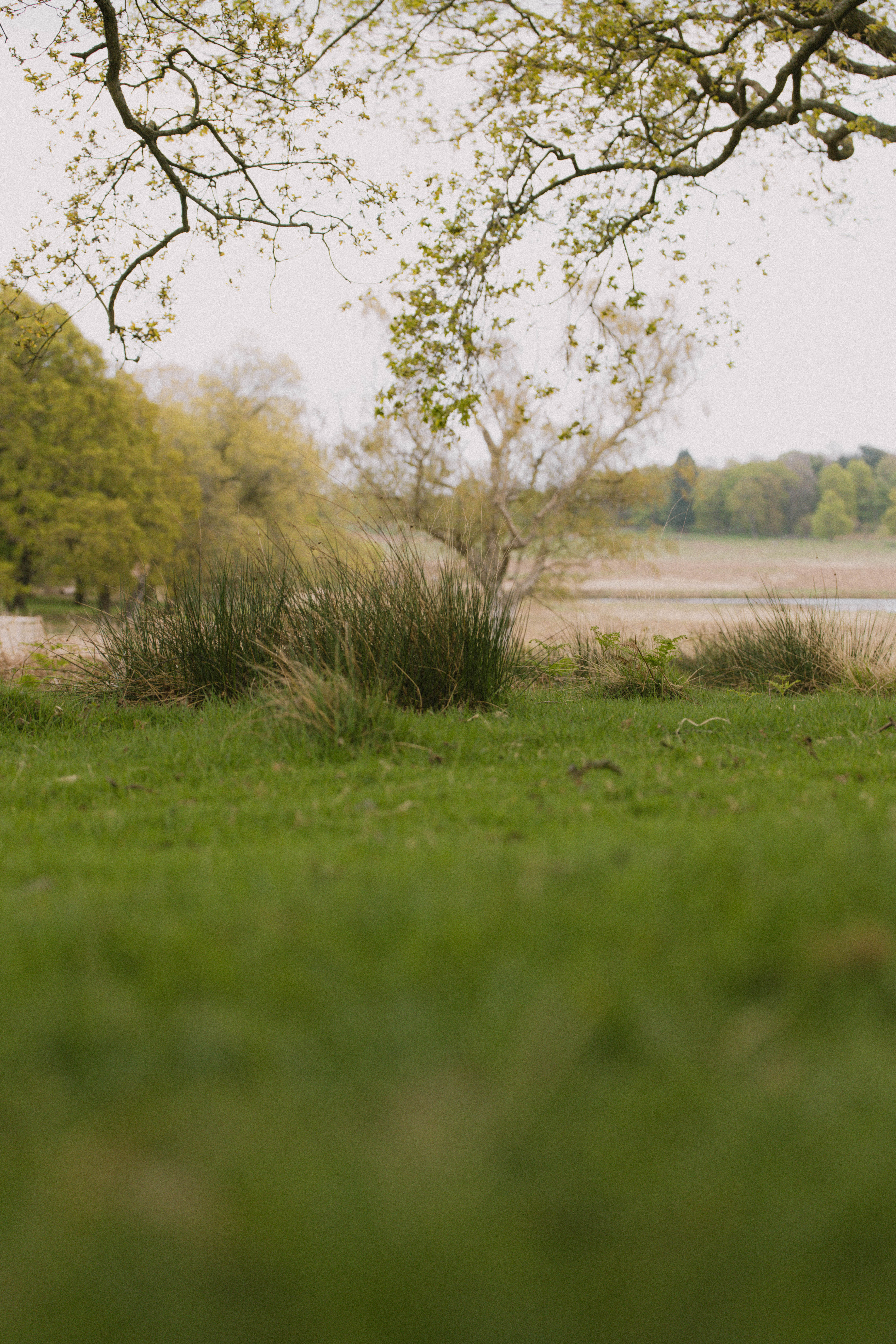 Richmond Park 199