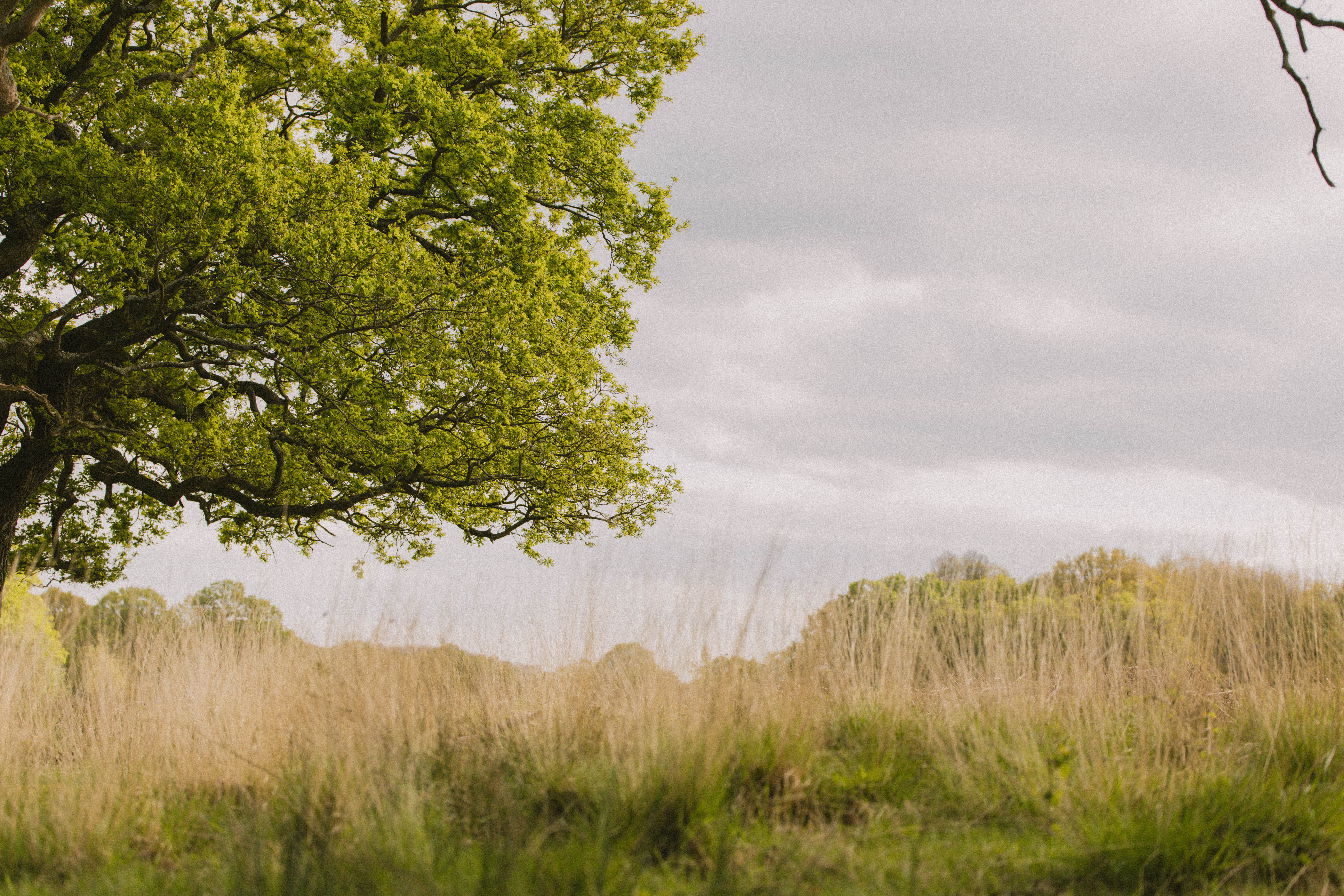 Richmond Park 200