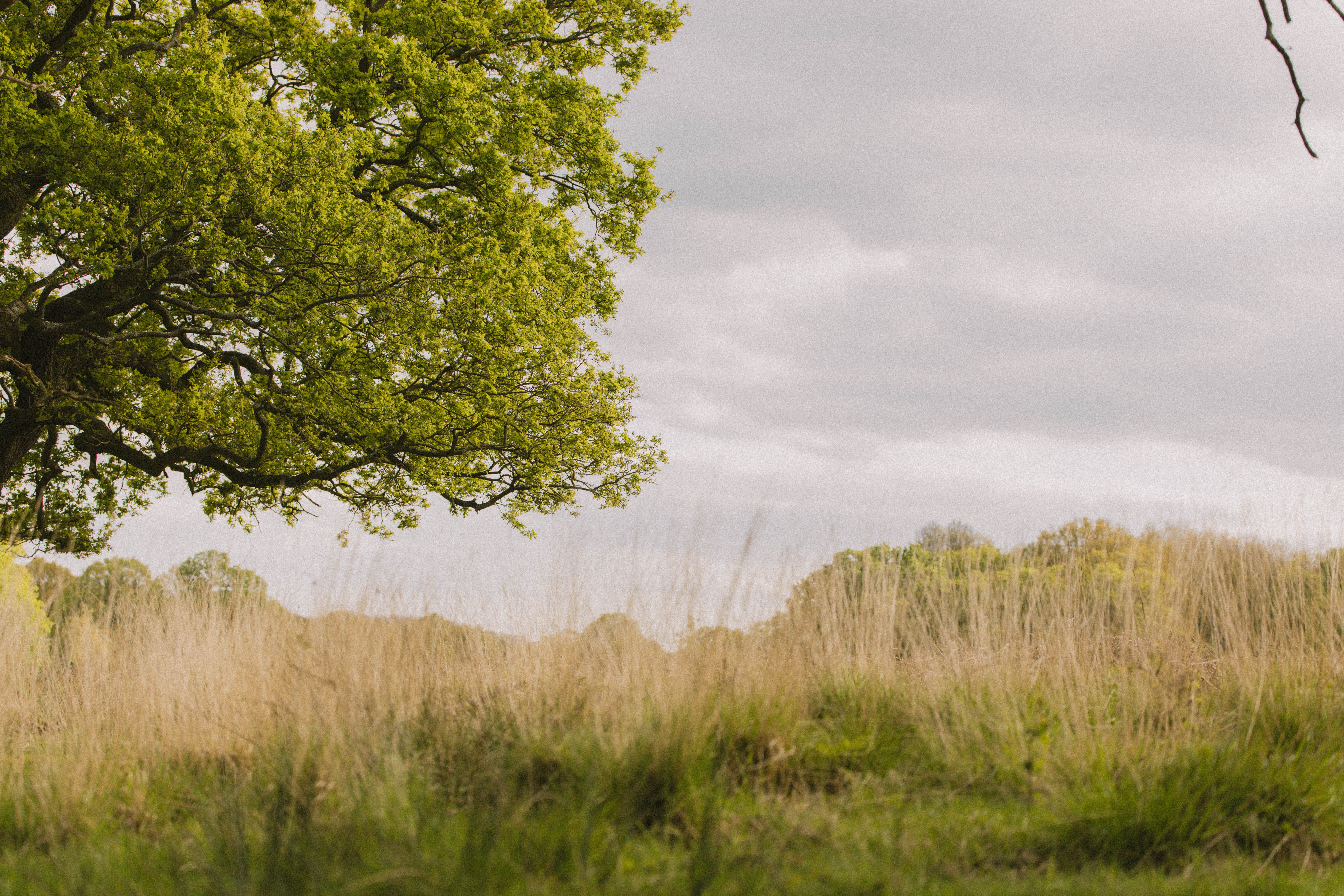 Richmond Park 201