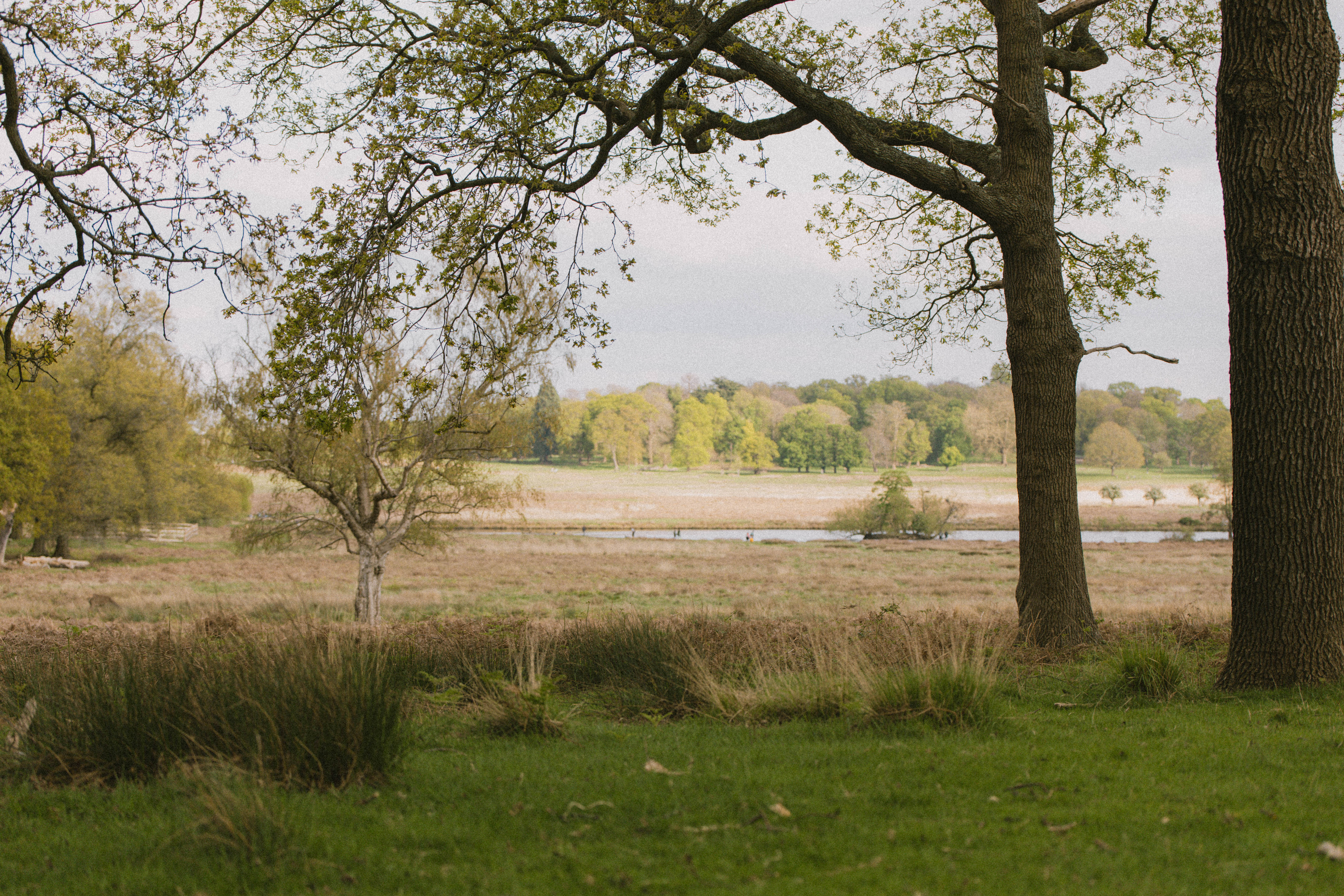 Richmond Park 202