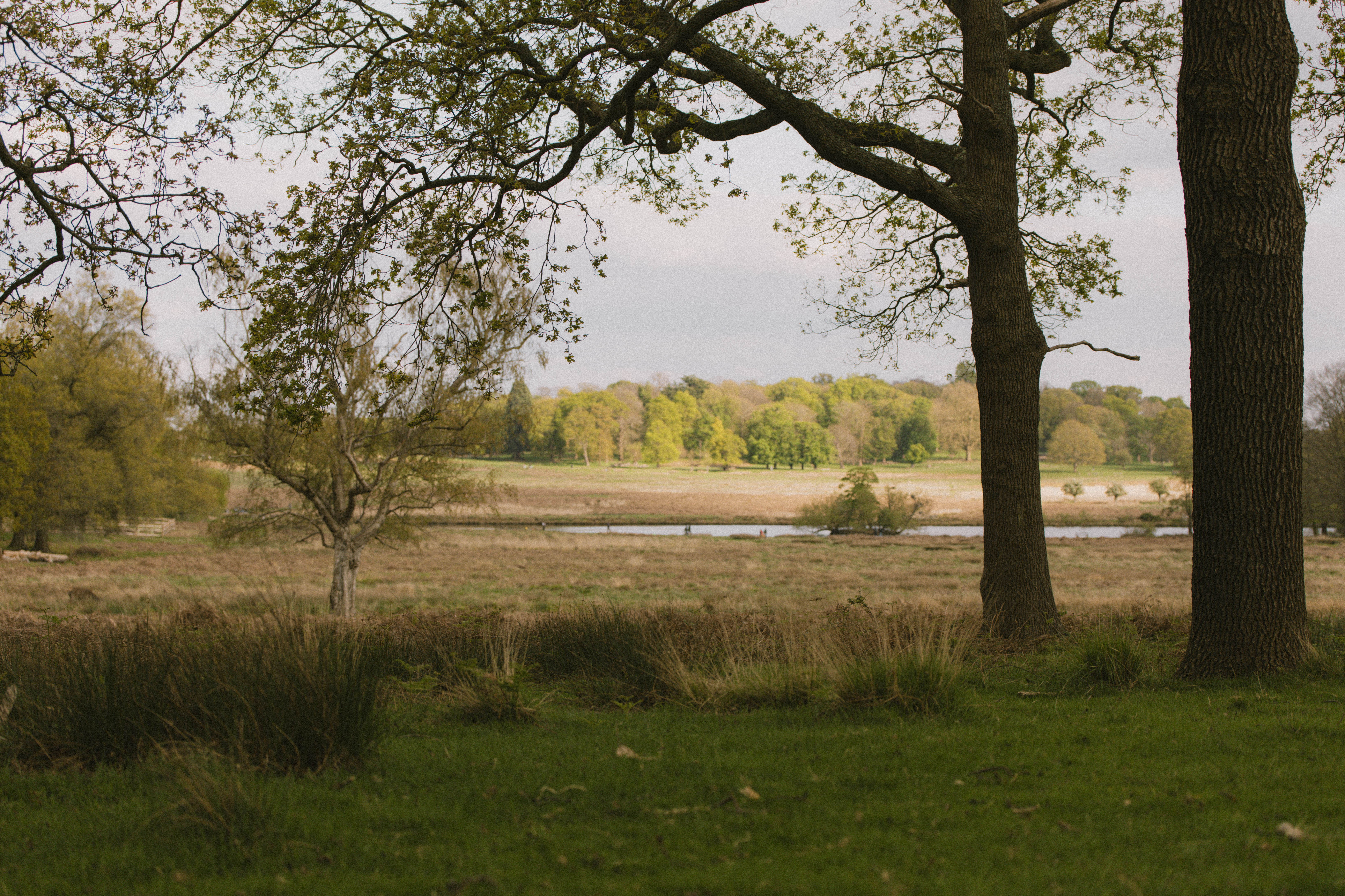 Richmond Park 203