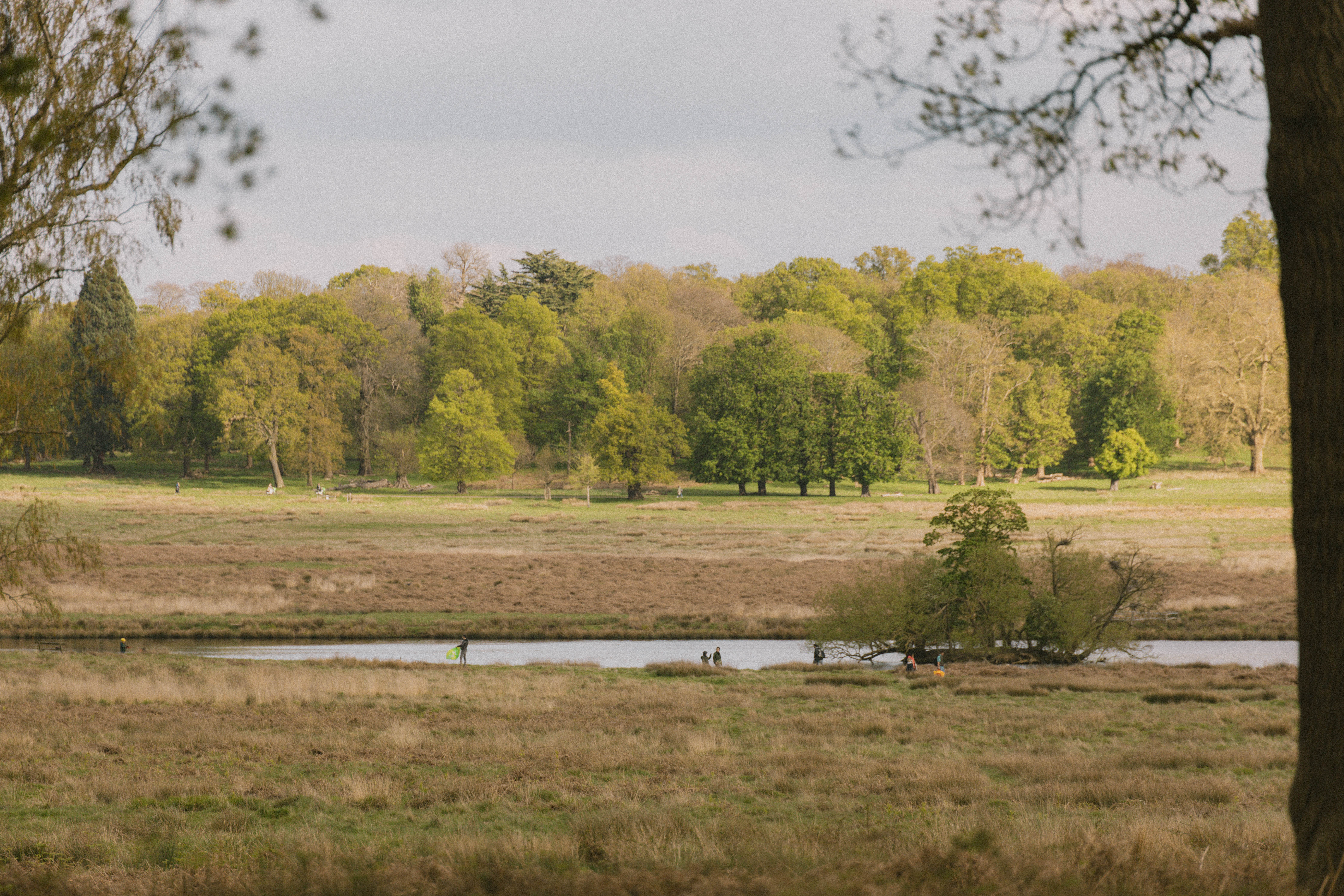 Richmond Park 204