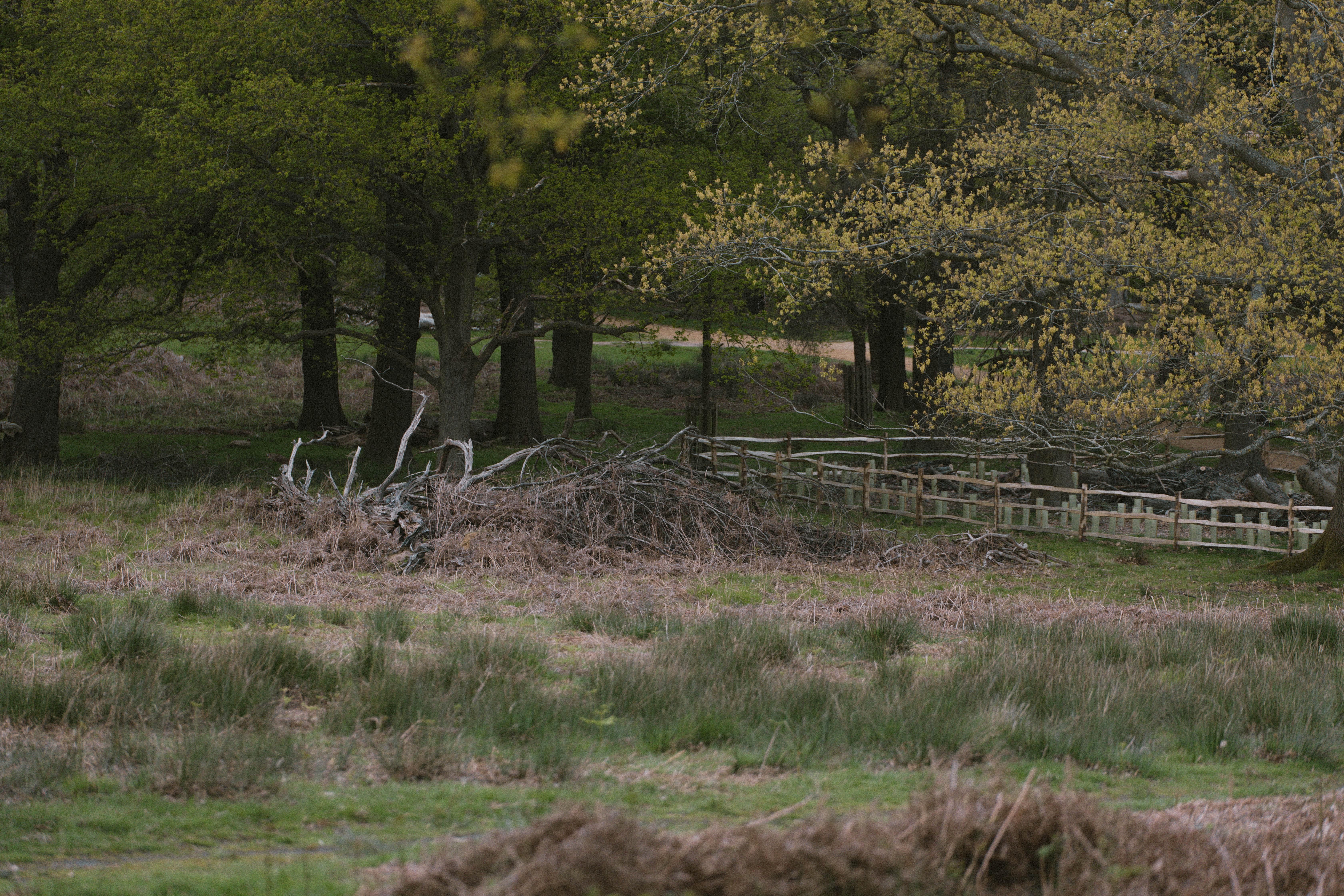 Richmond Park 206