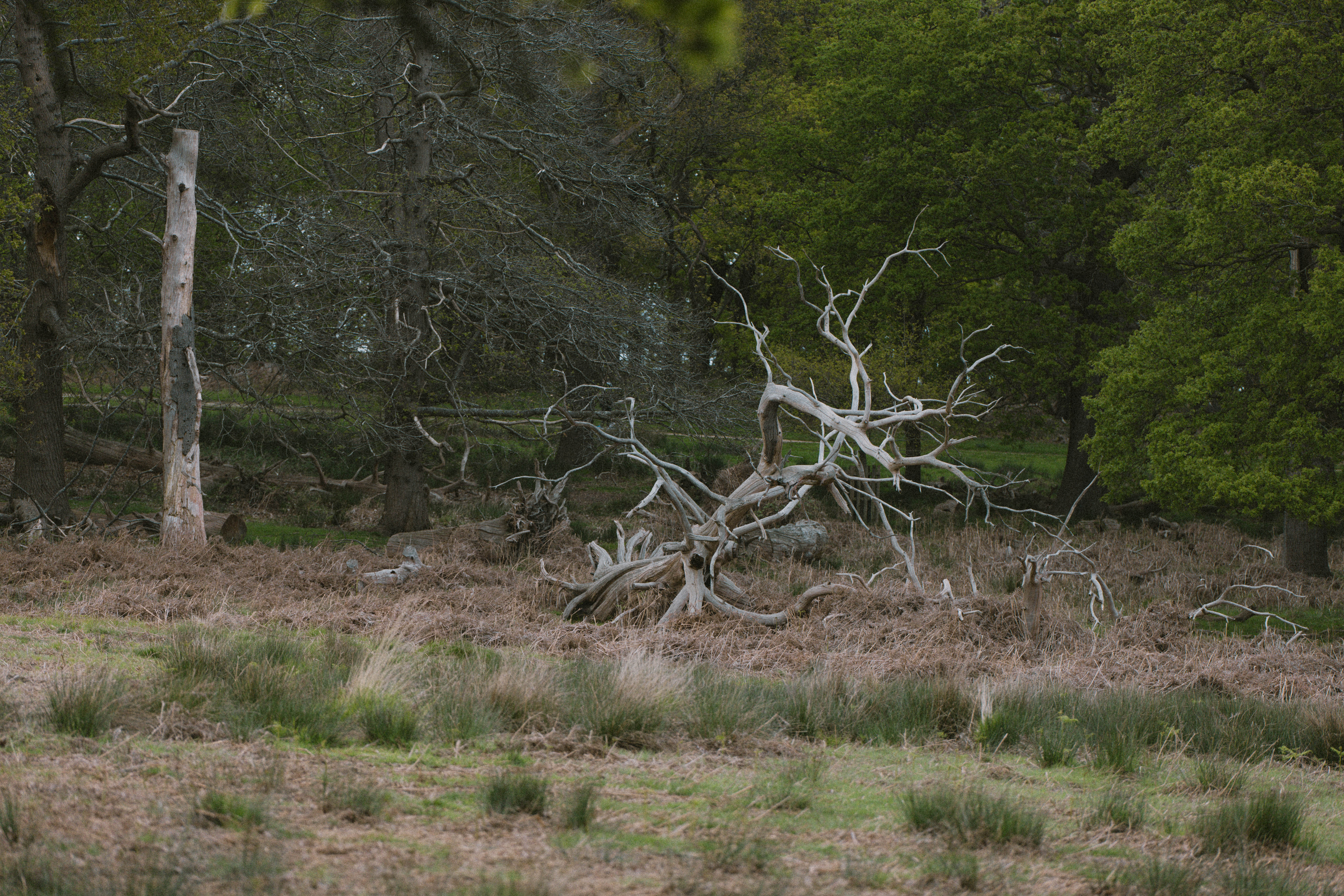 Richmond Park 207