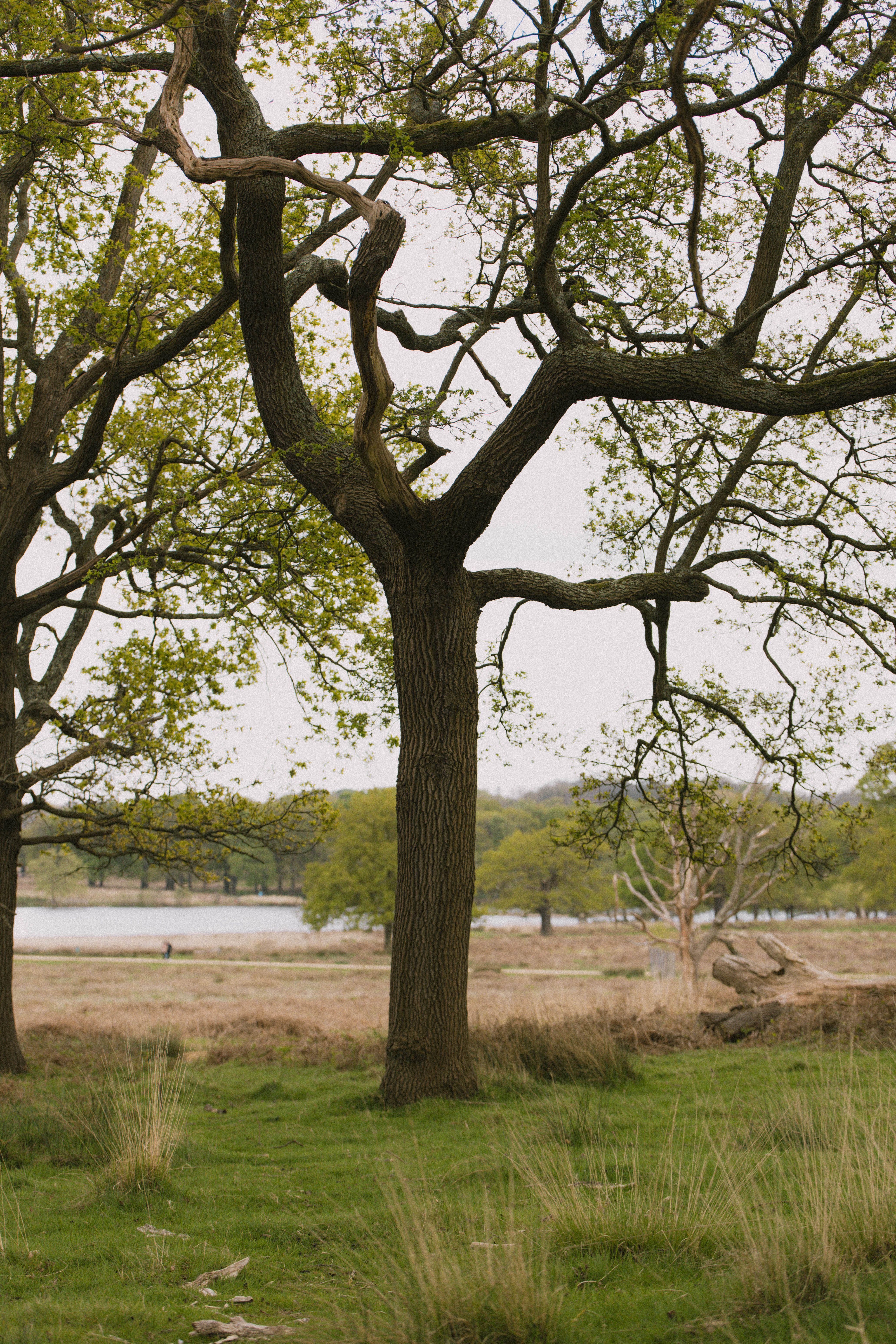 Richmond Park 208