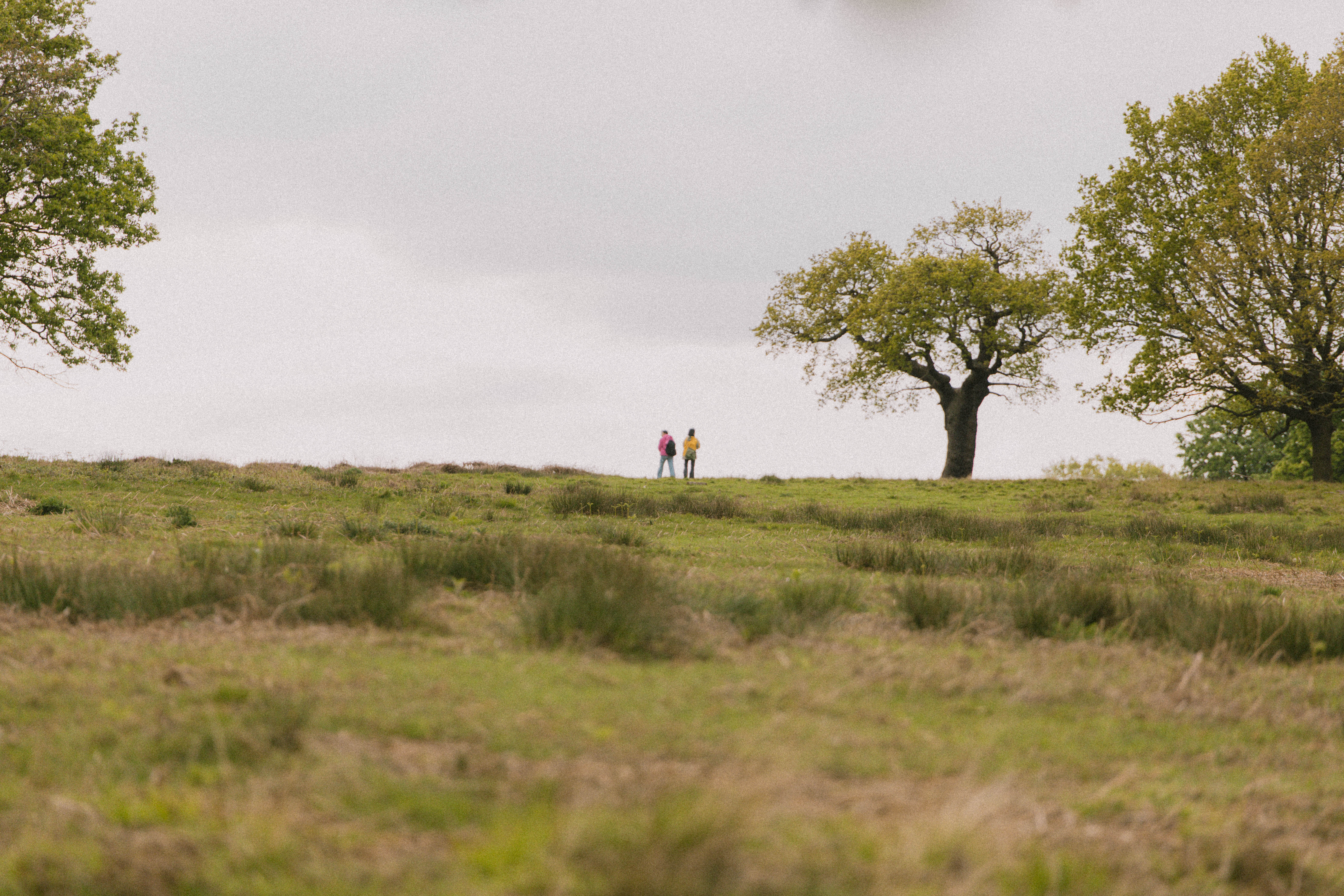 Richmond Park 209