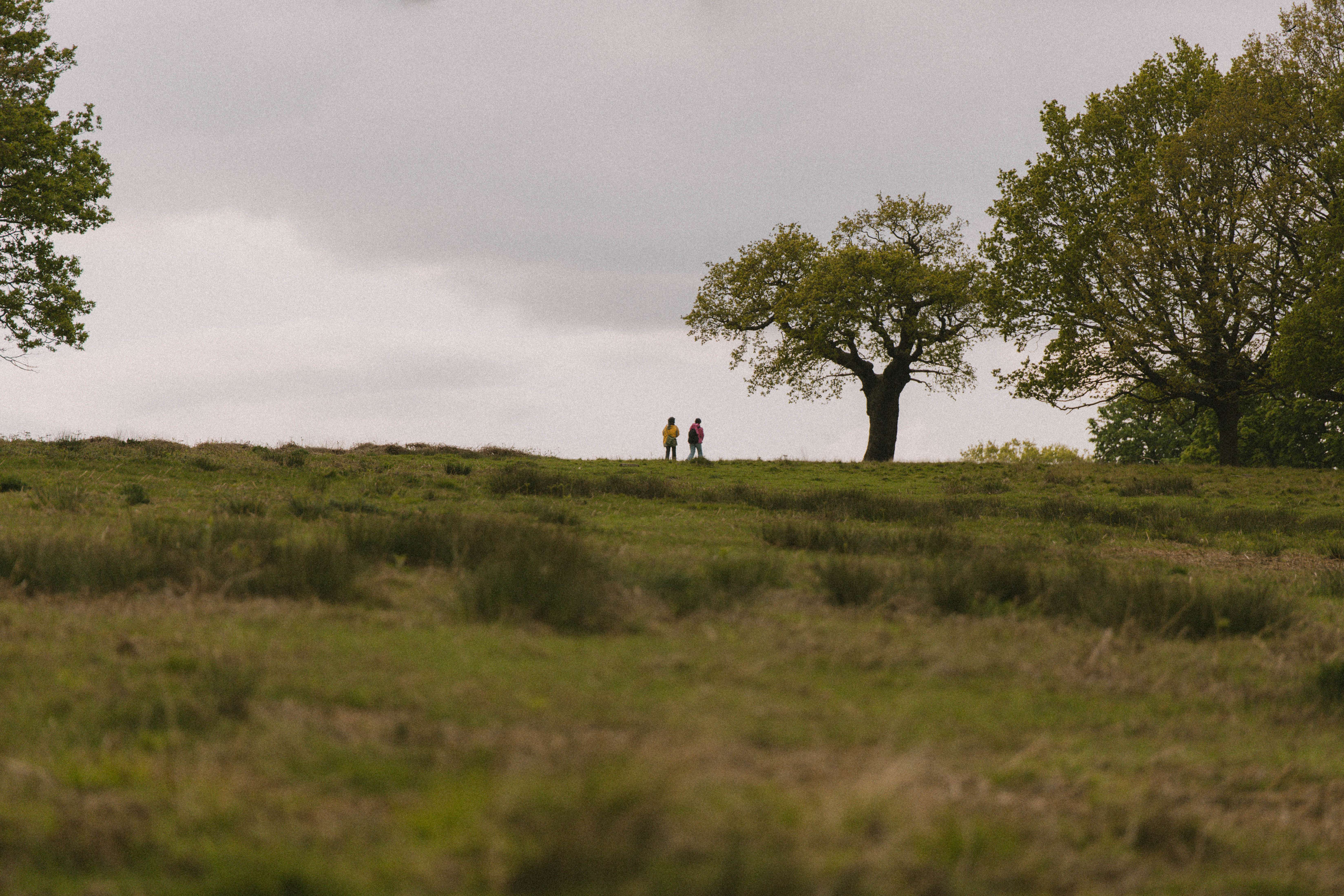 Richmond Park 210