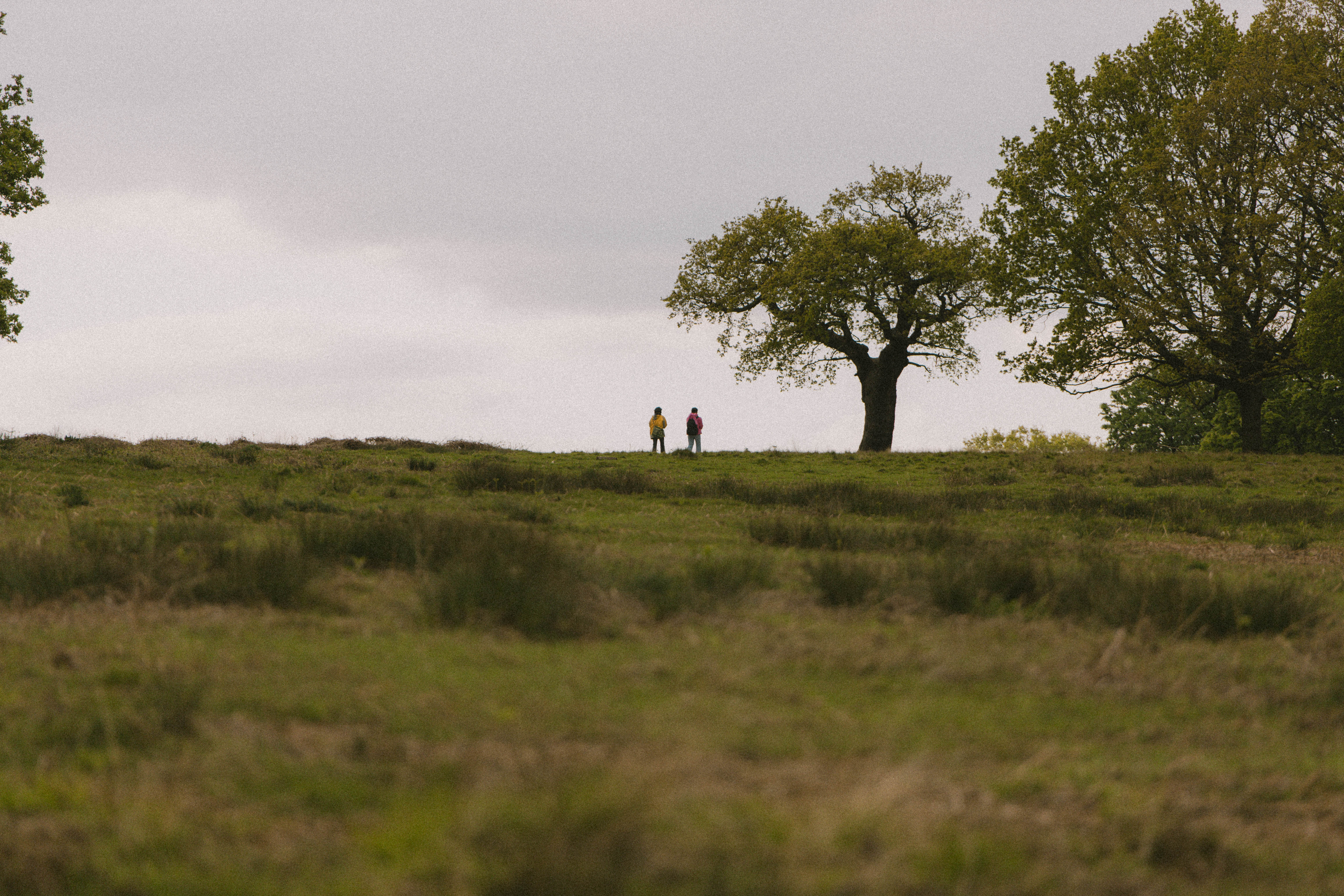 Richmond Park 211