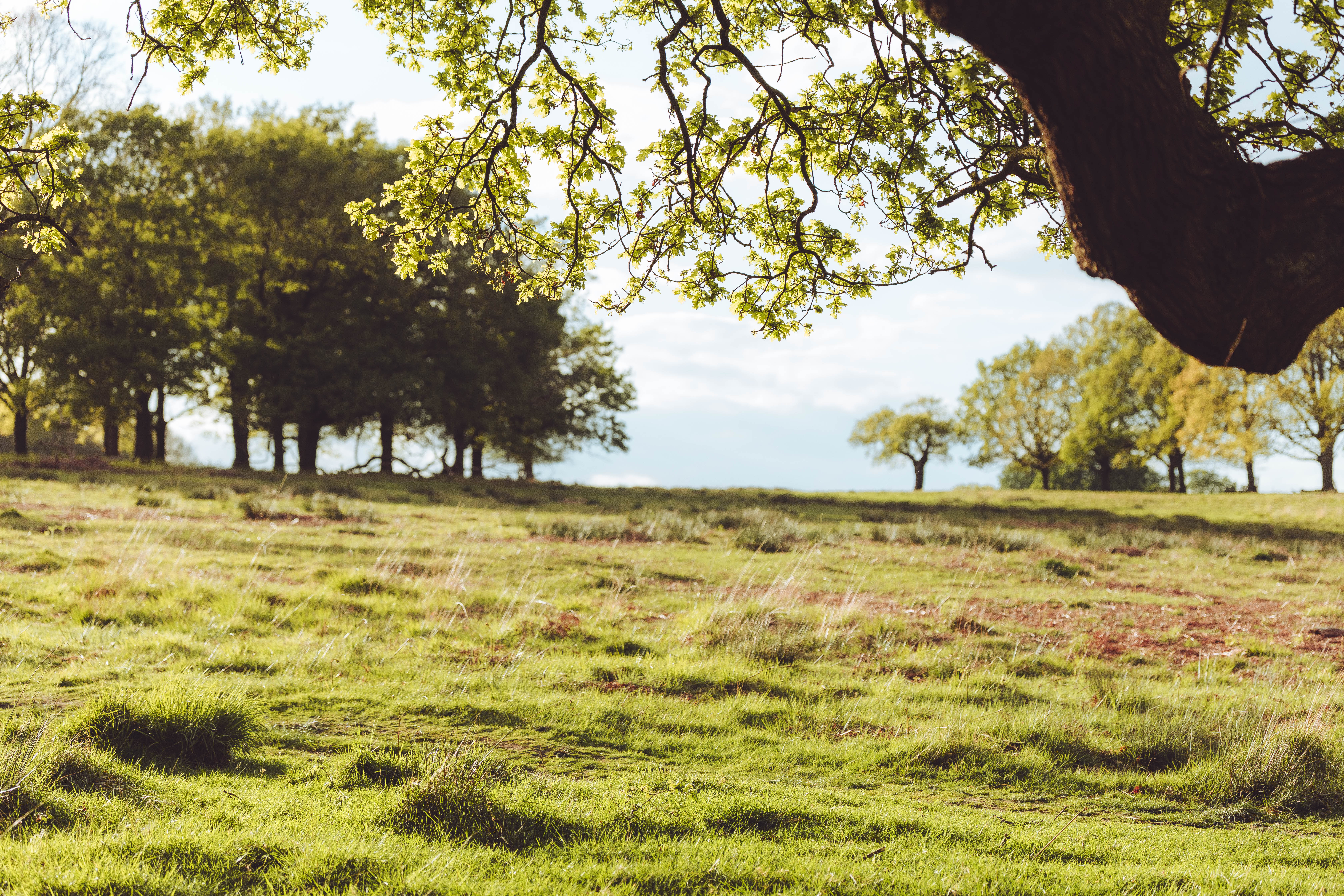 Richmond Park 217