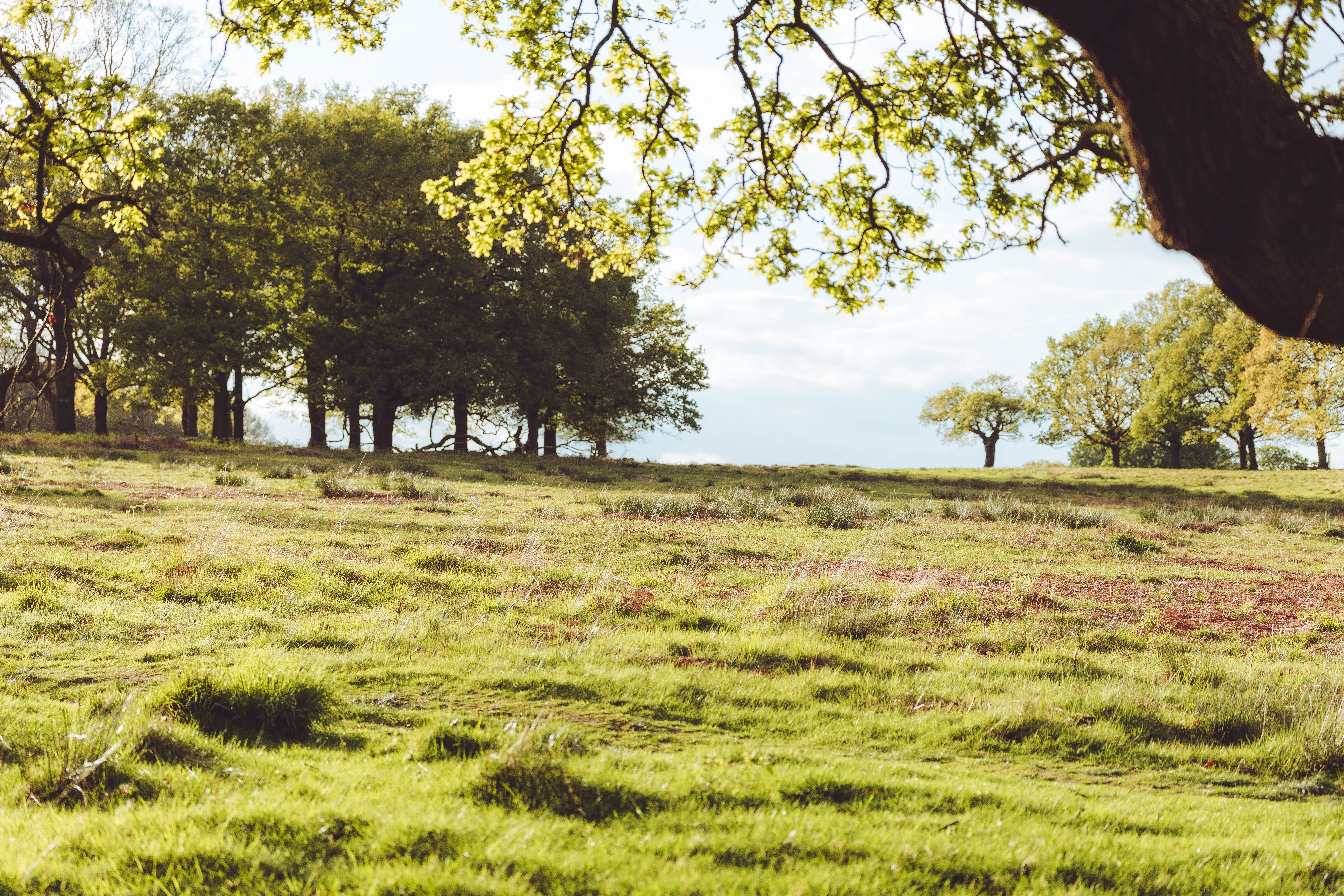 Richmond Park 218