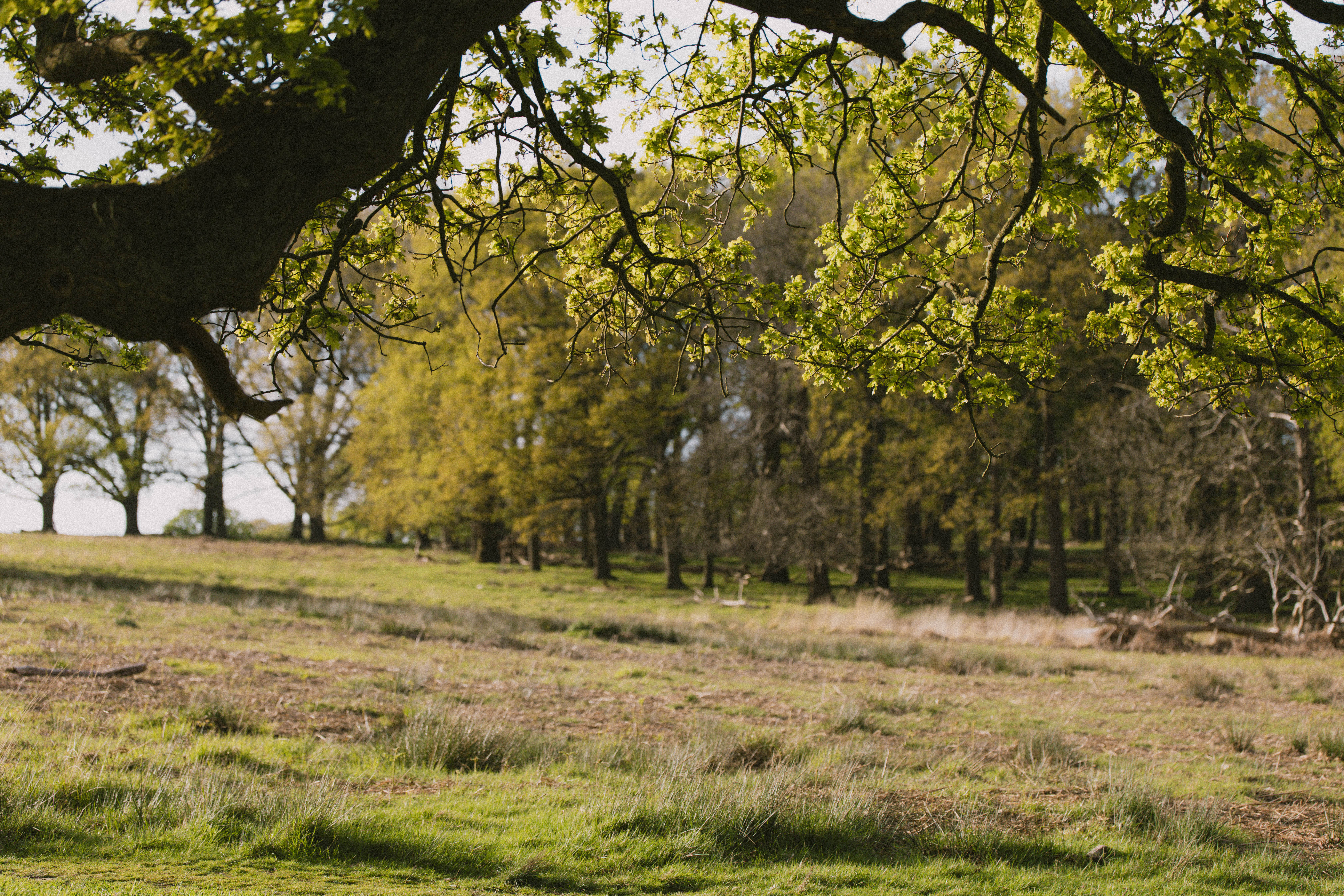 Richmond Park 219