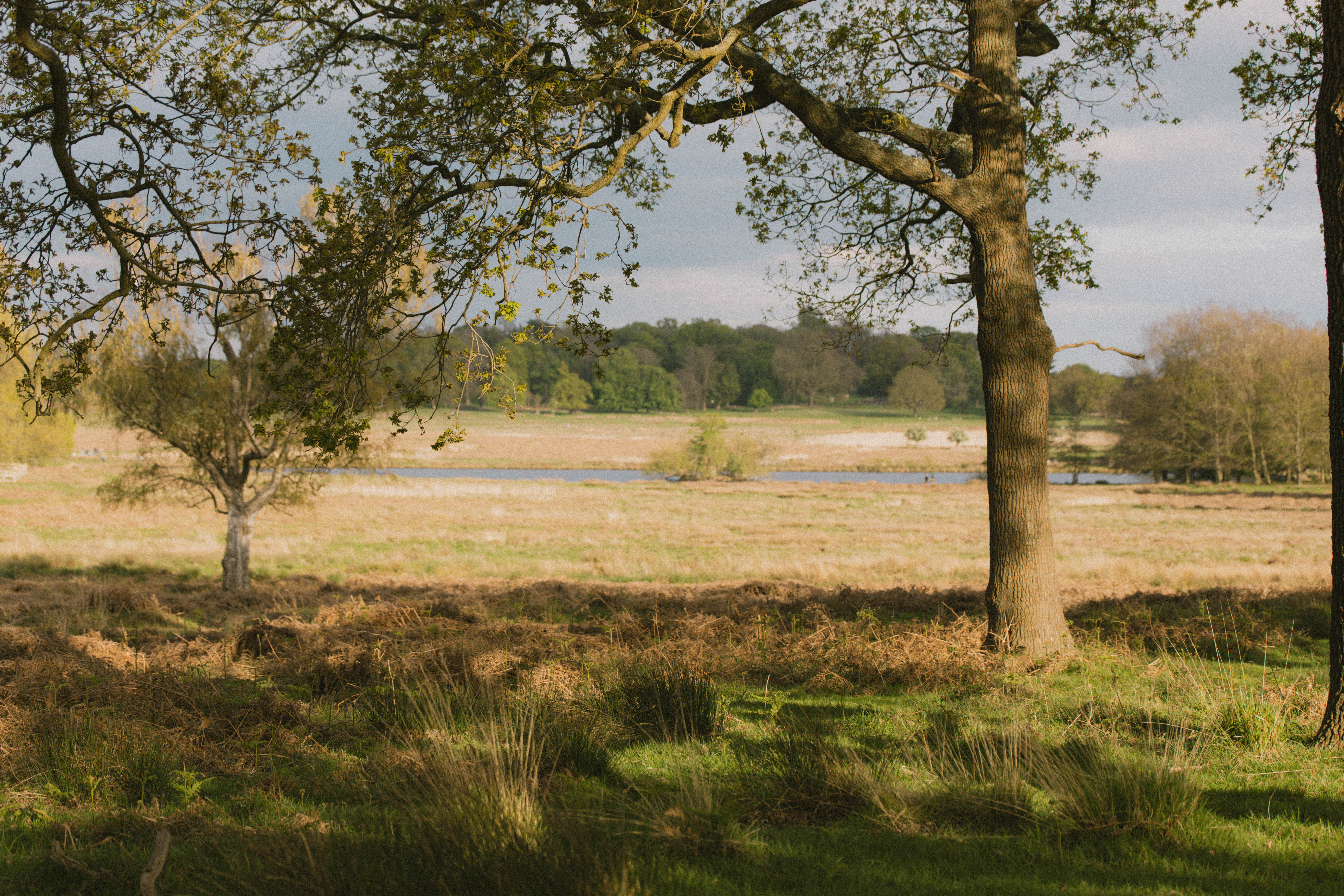 Richmond Park 220