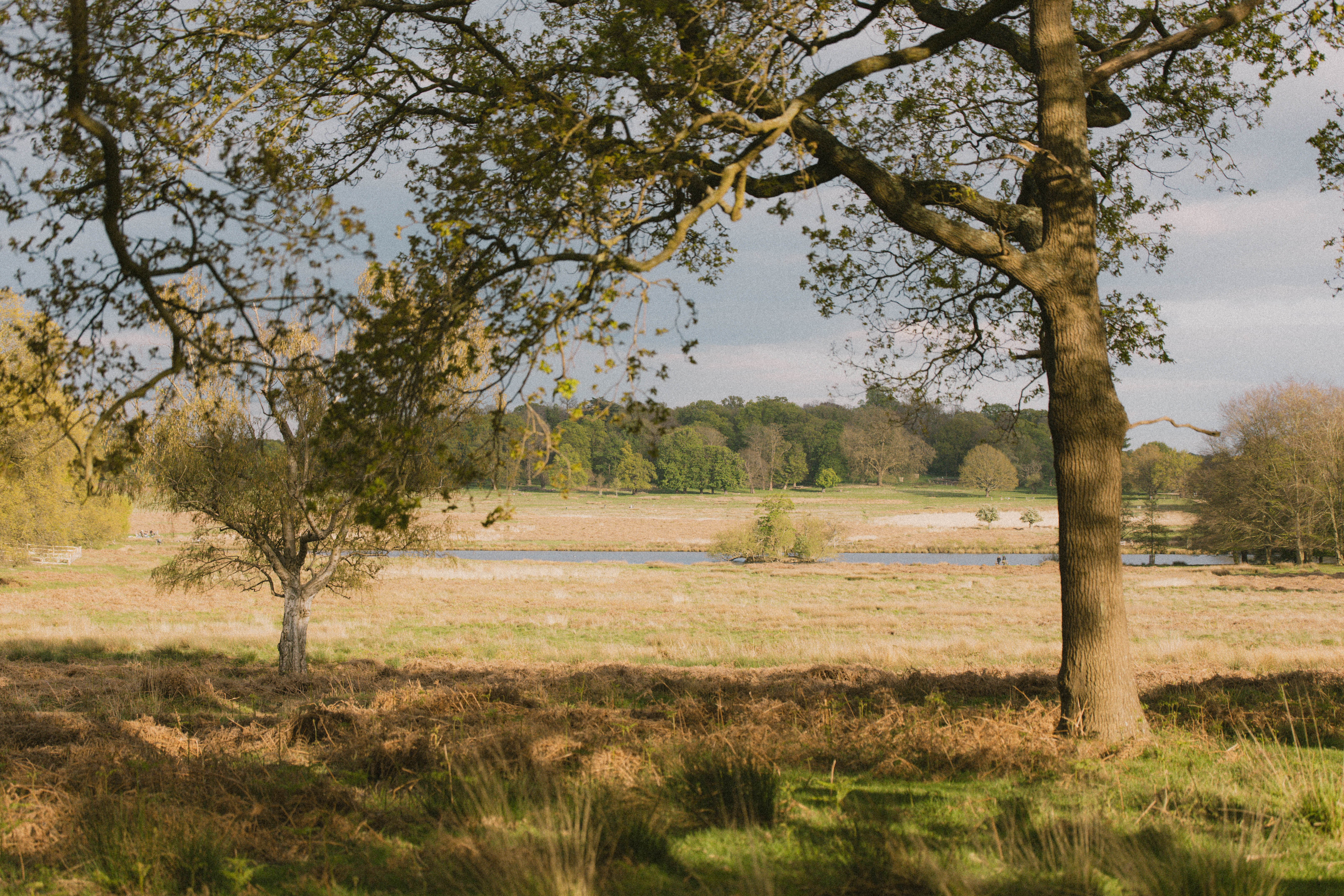 Richmond Park 221