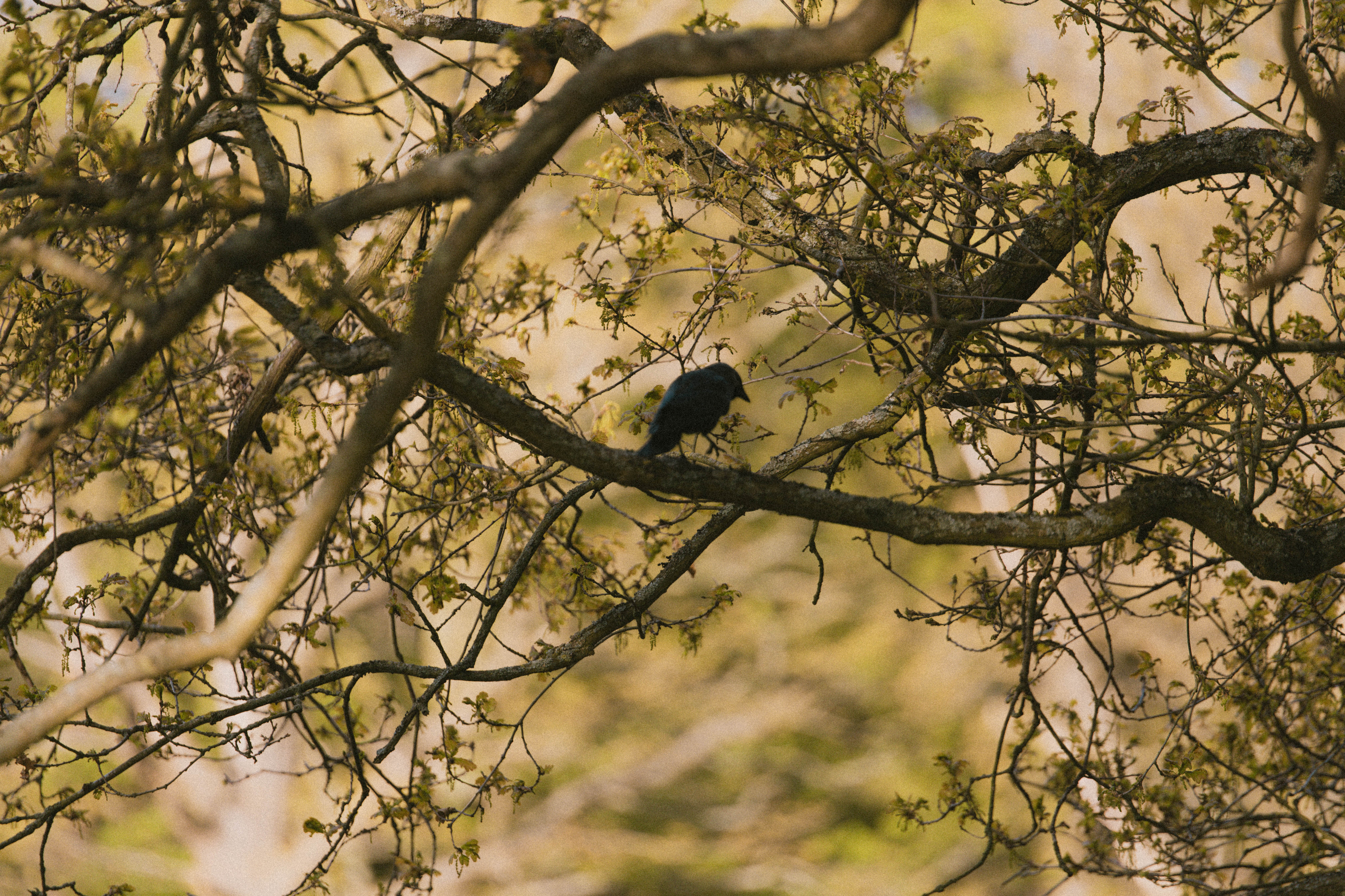 Richmond Park 222