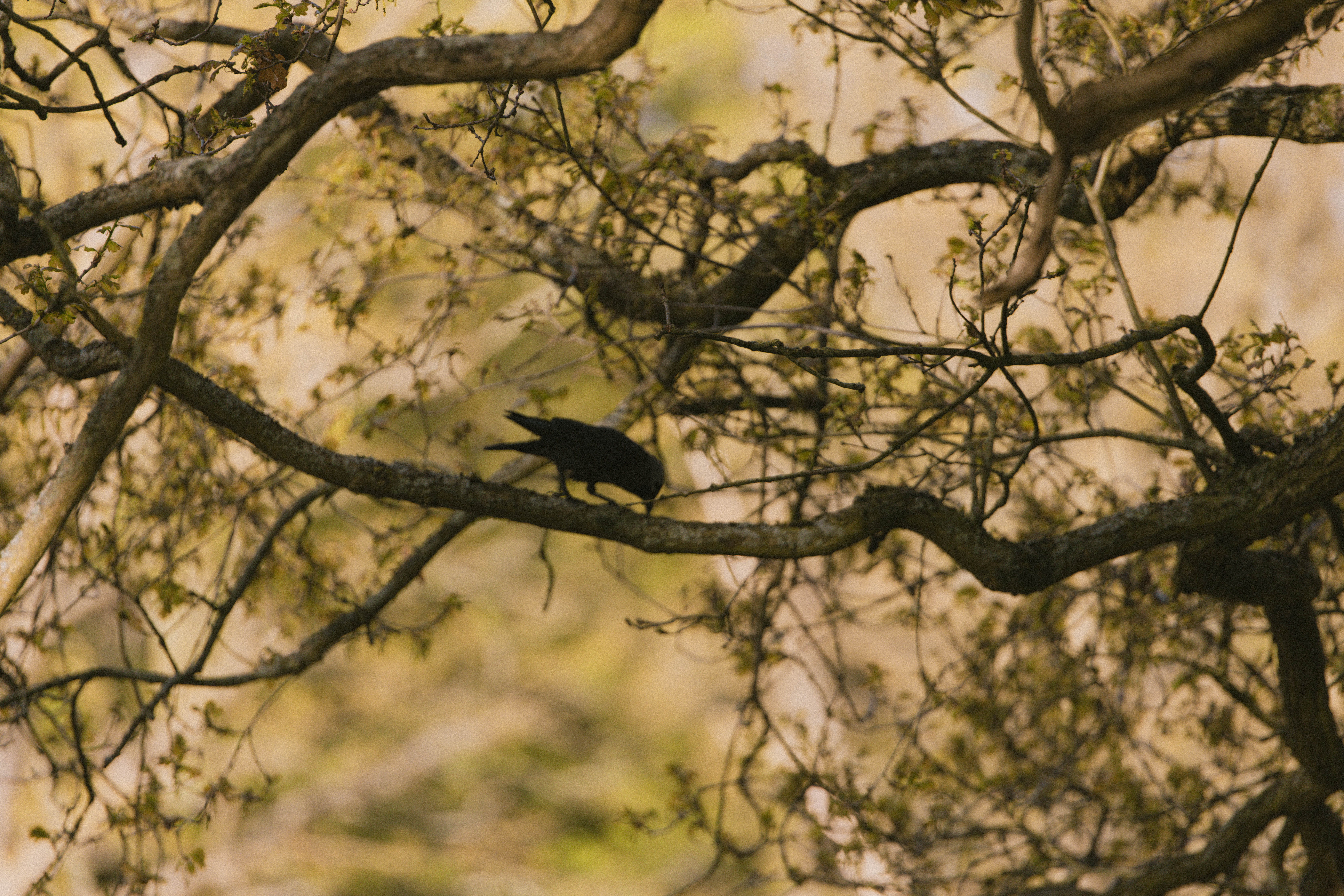Richmond Park 223