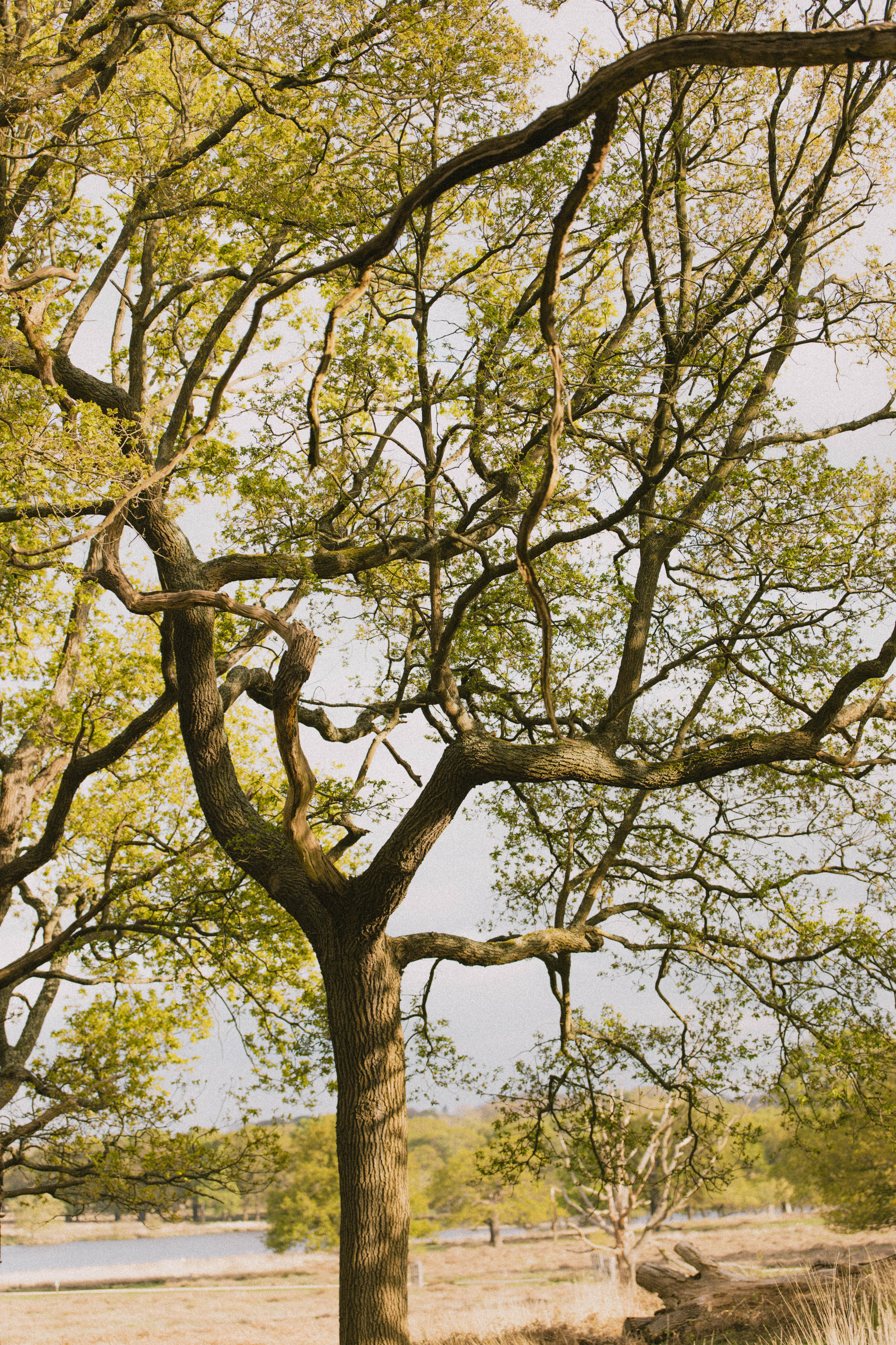 Richmond Park 225