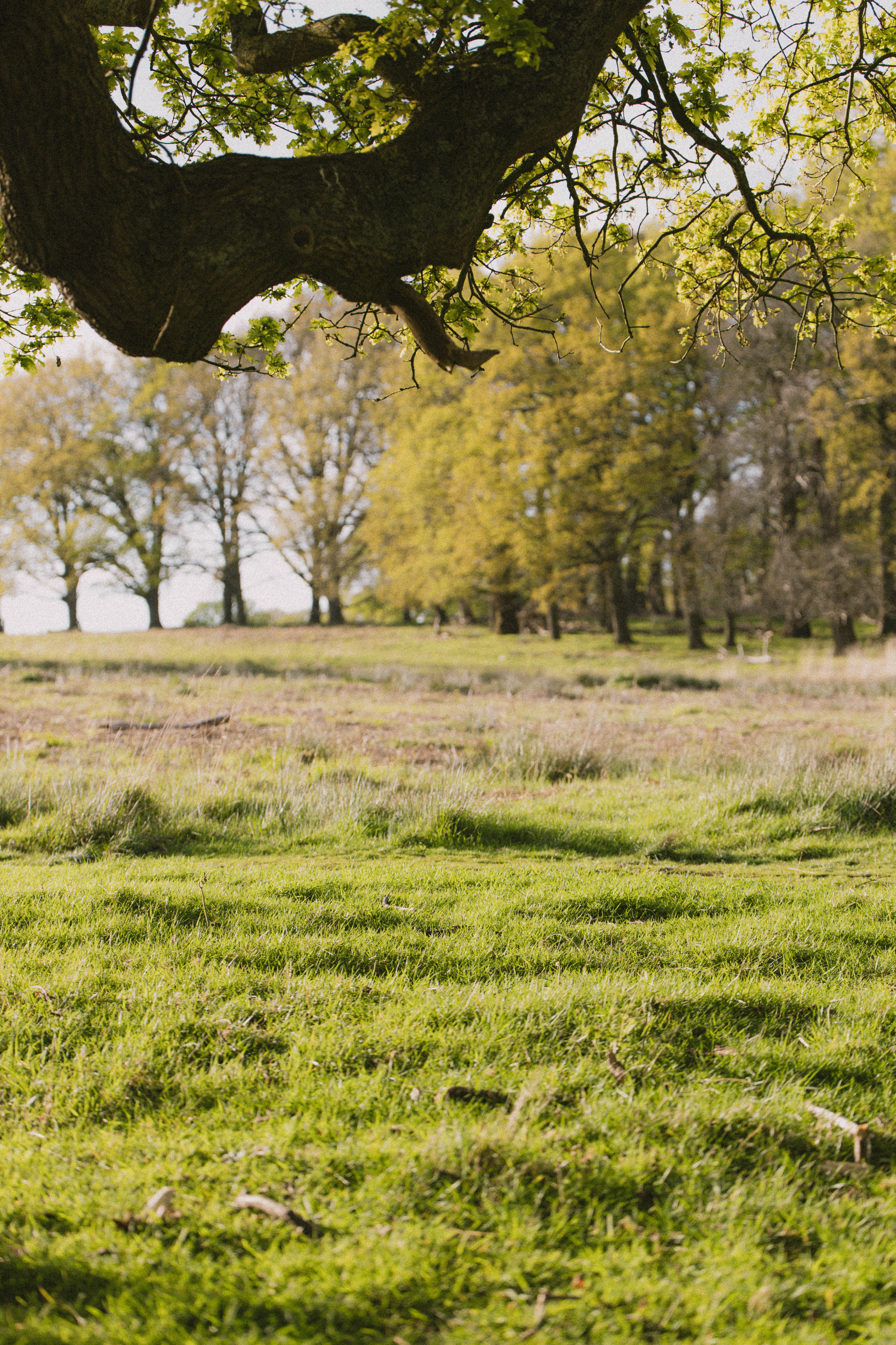 Richmond Park 226