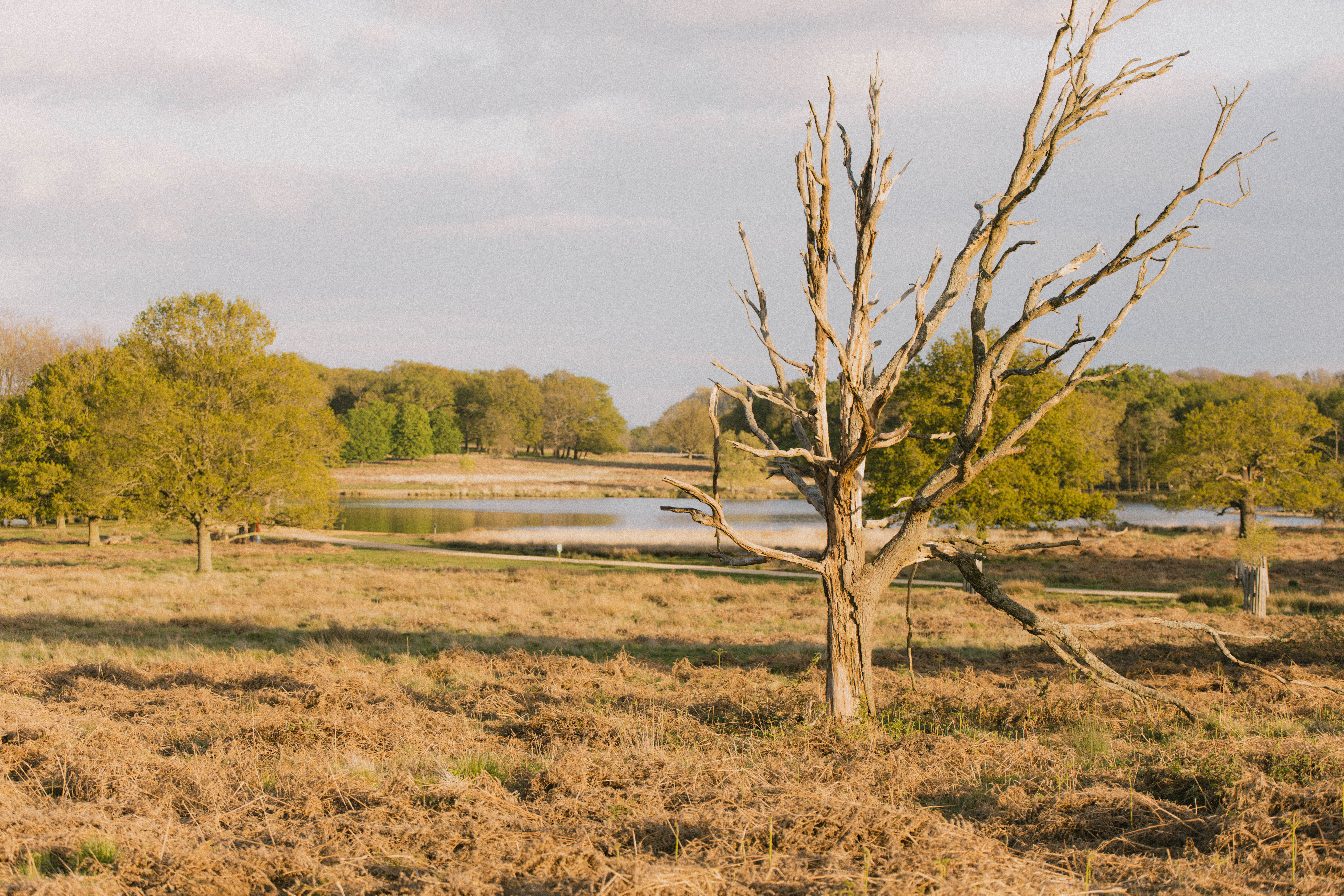 Richmond Park 227
