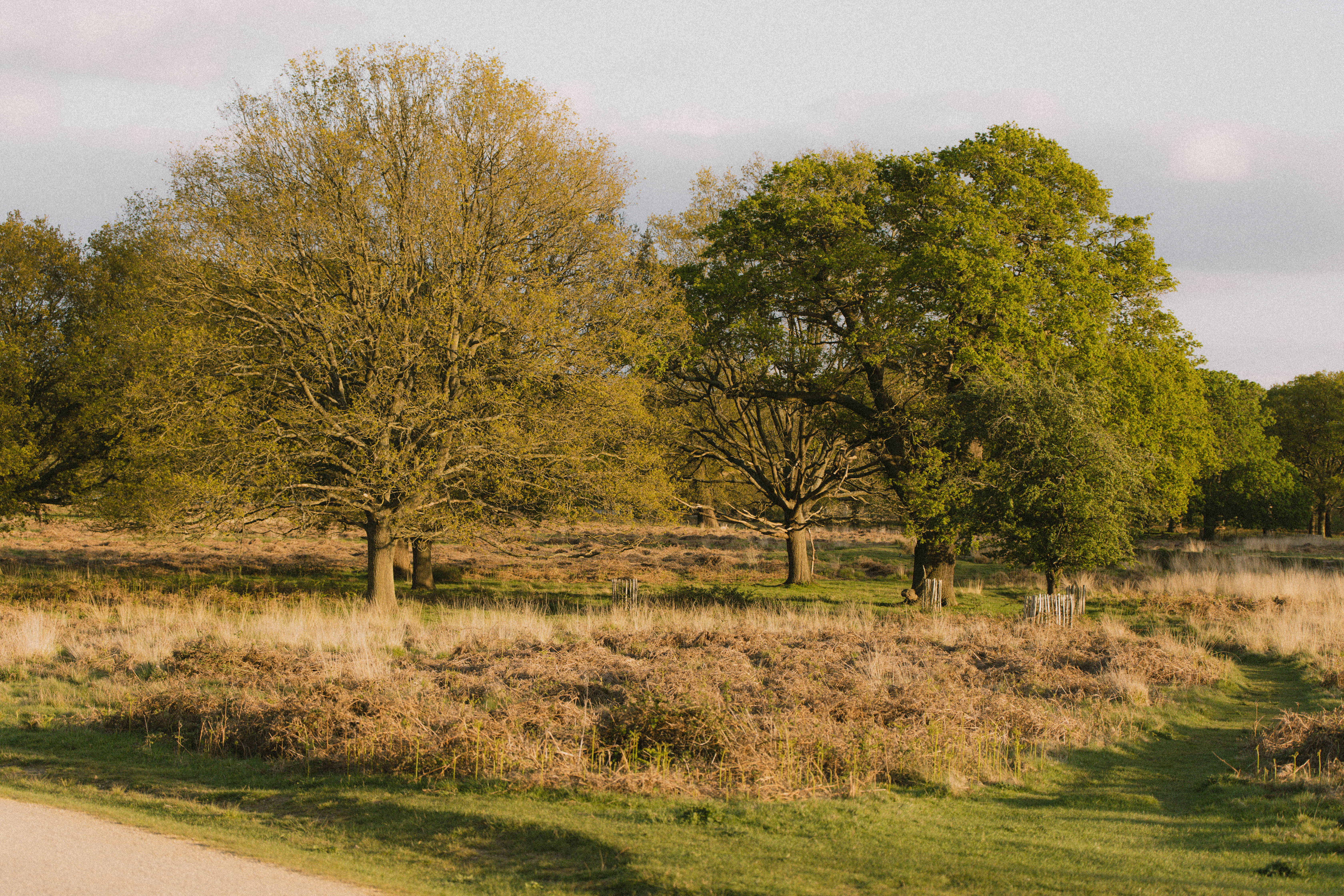 Richmond Park 228