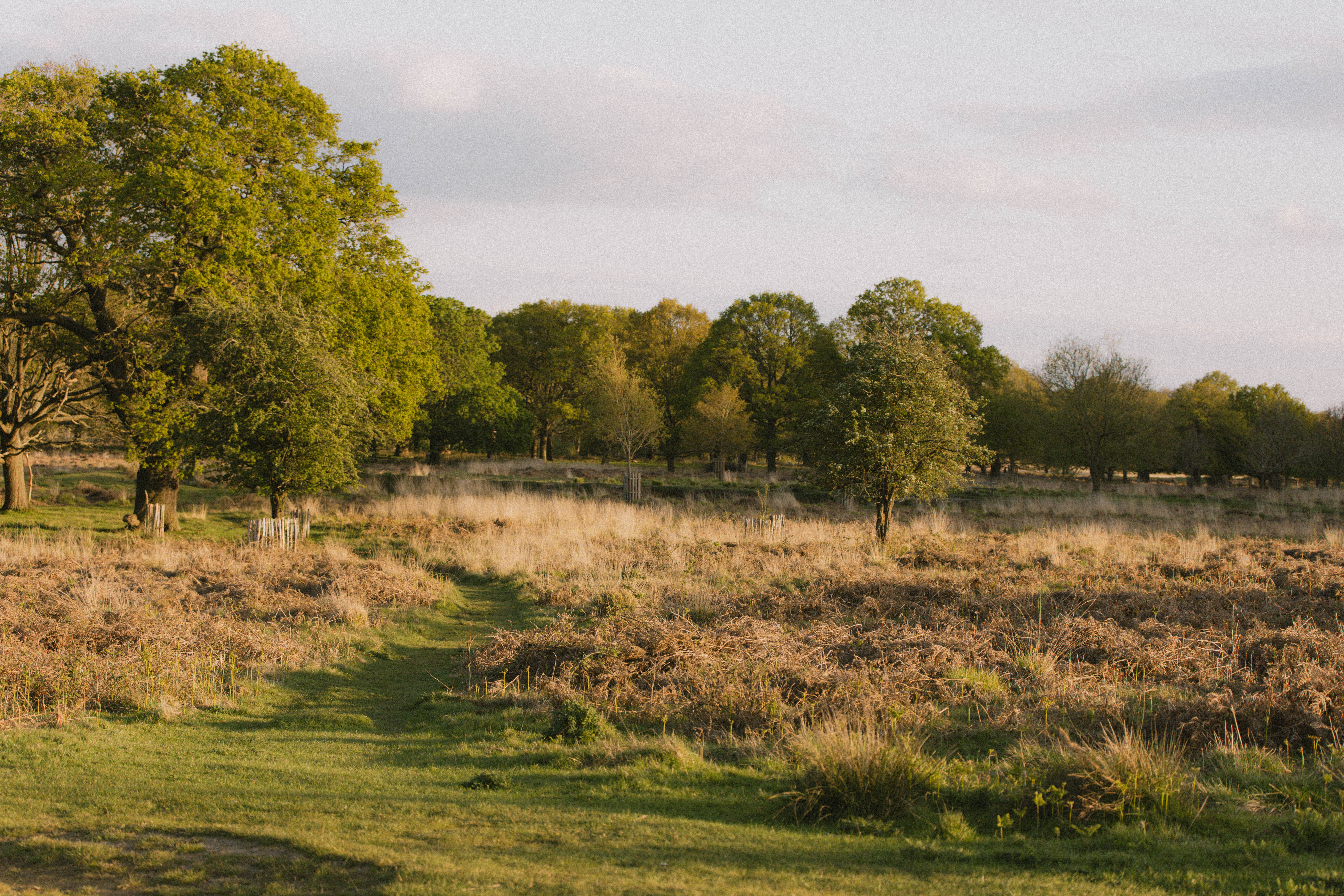 Richmond Park 229