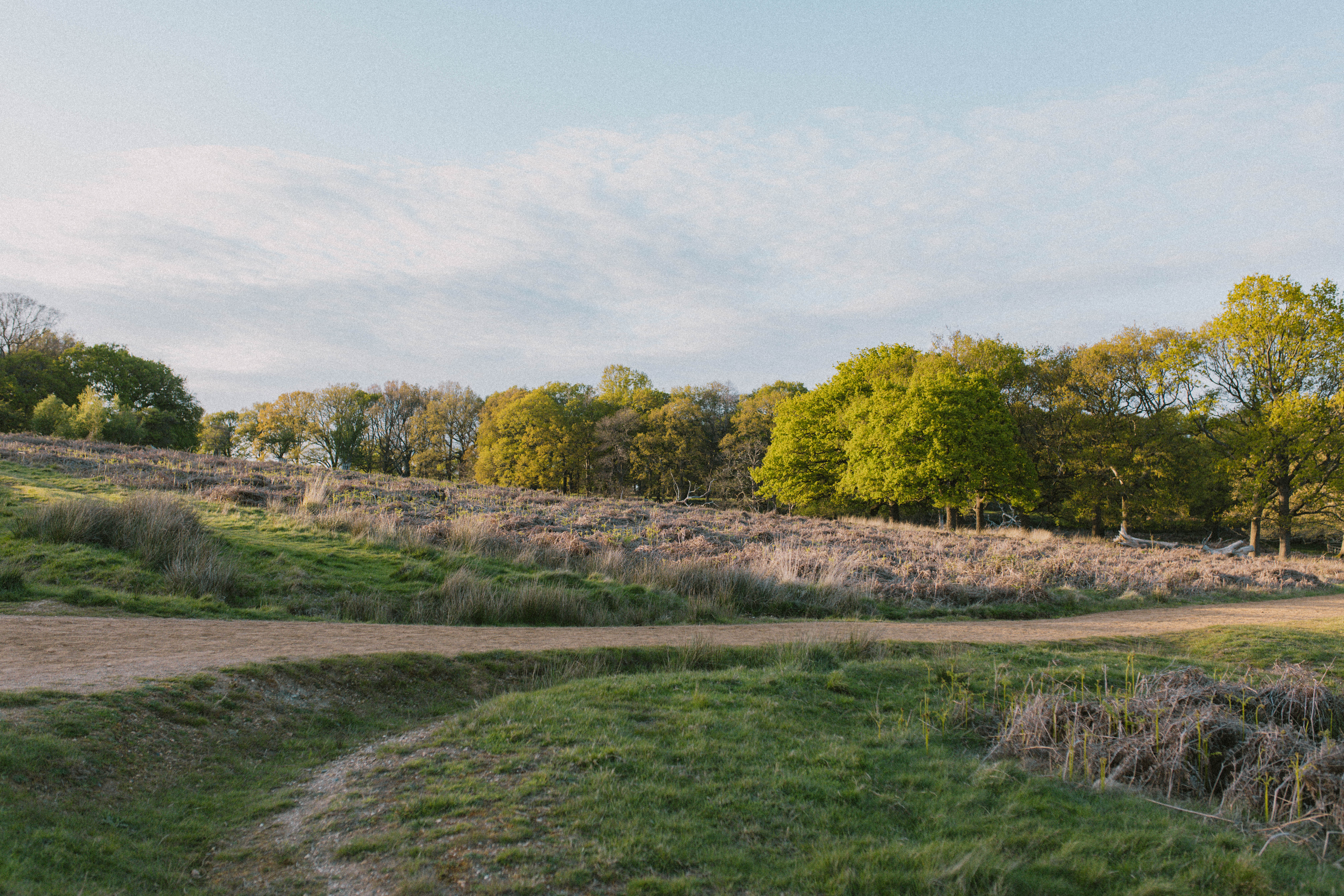 Richmond Park 237