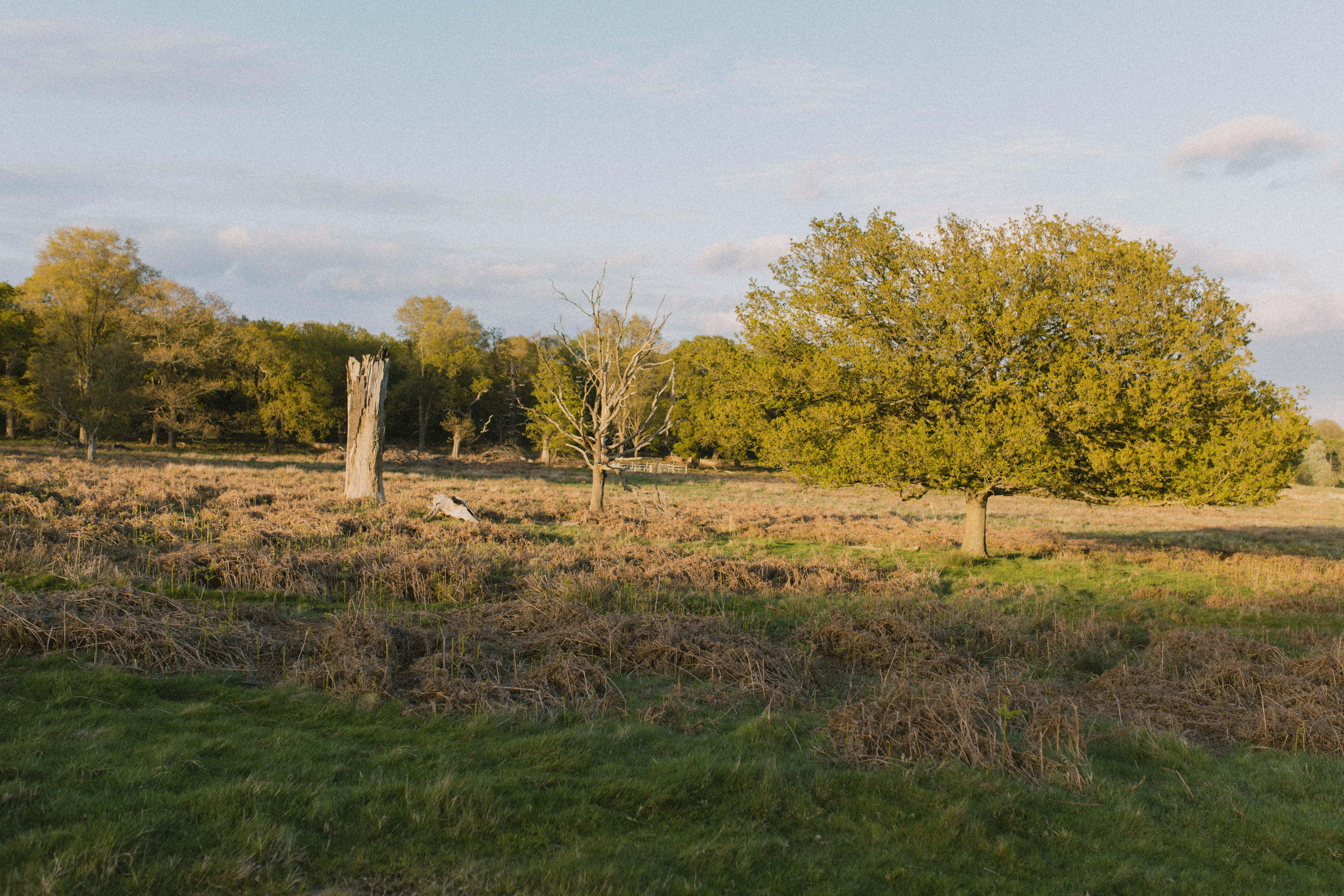 Richmond Park 238