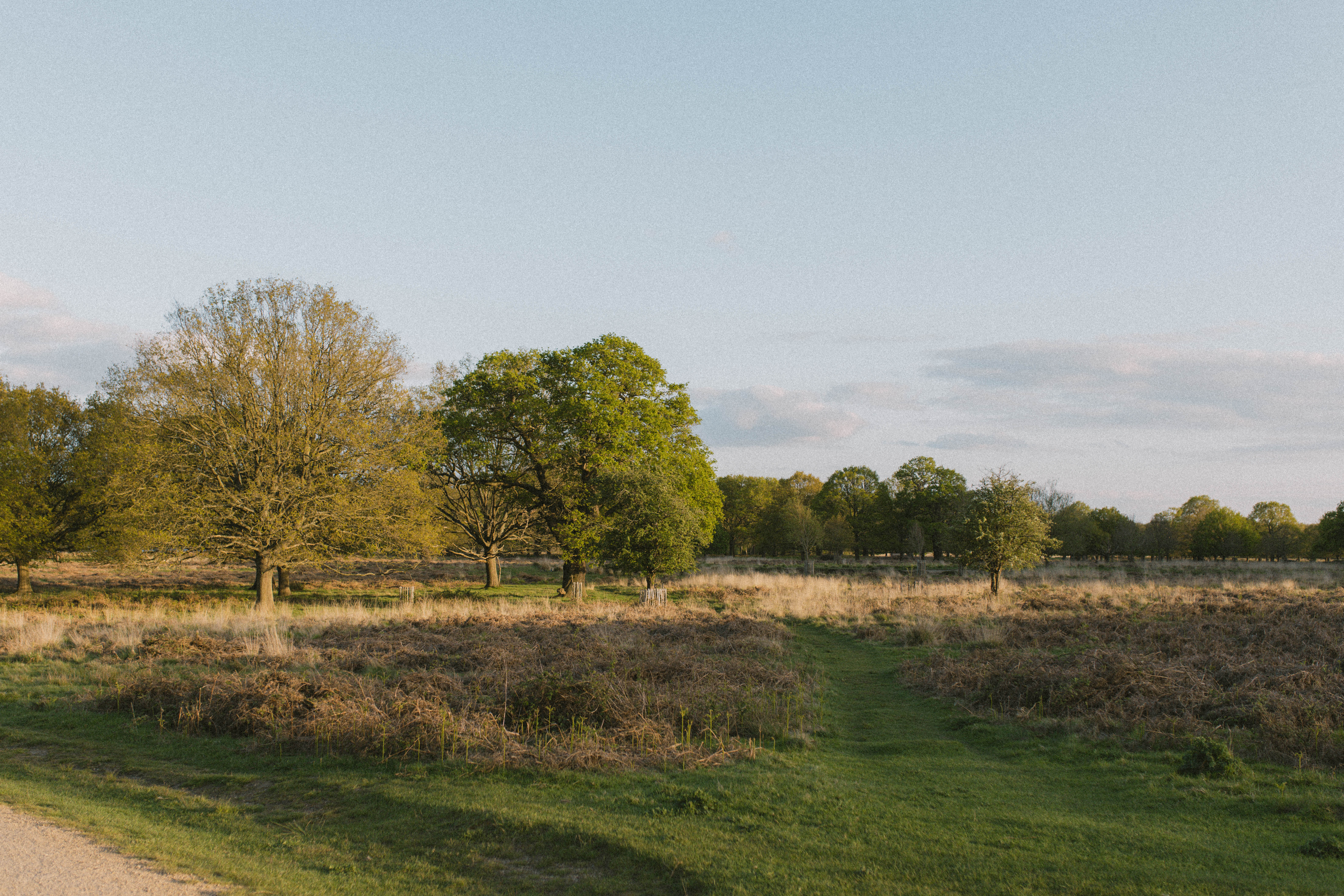 Richmond Park 239