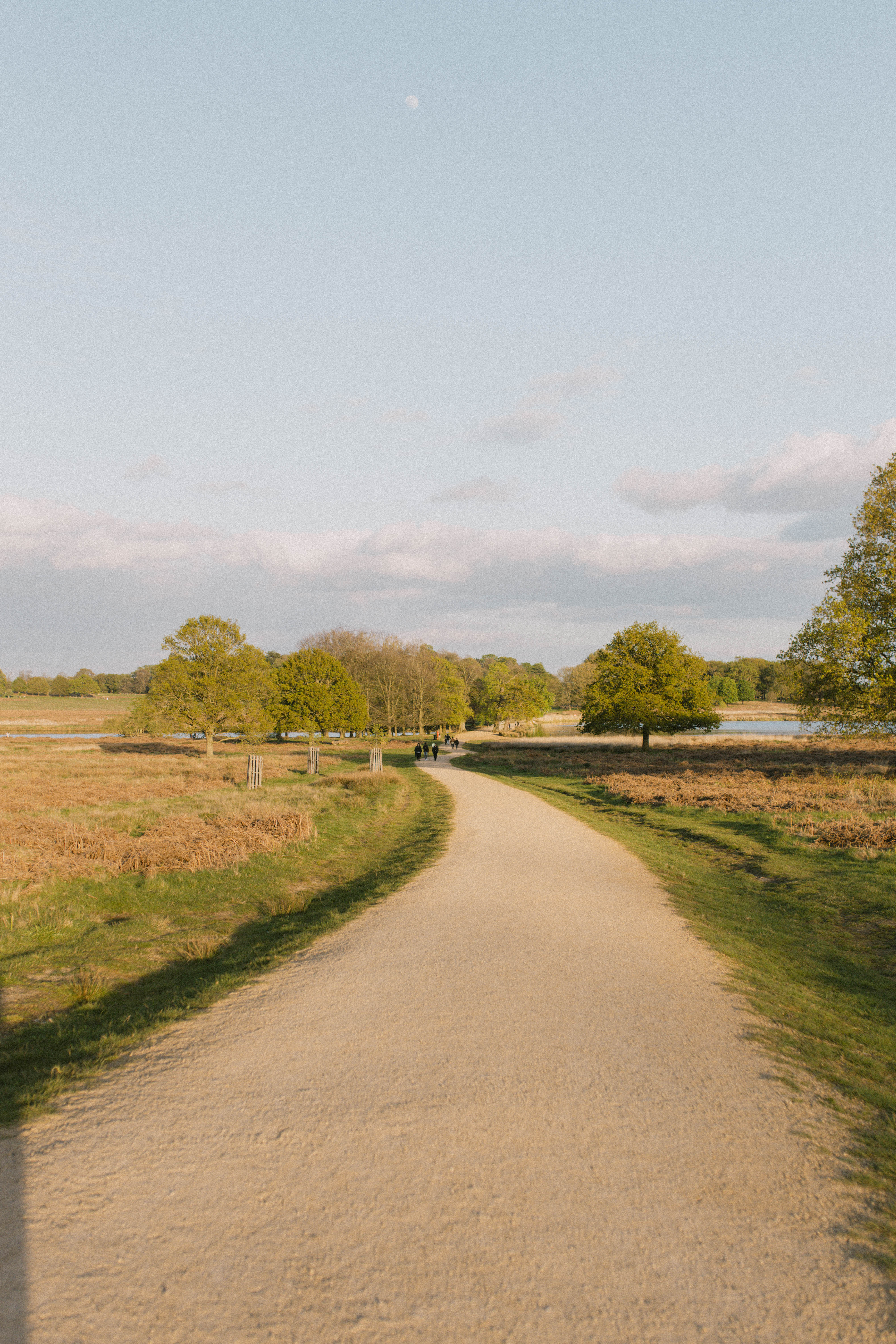 Richmond Park 240