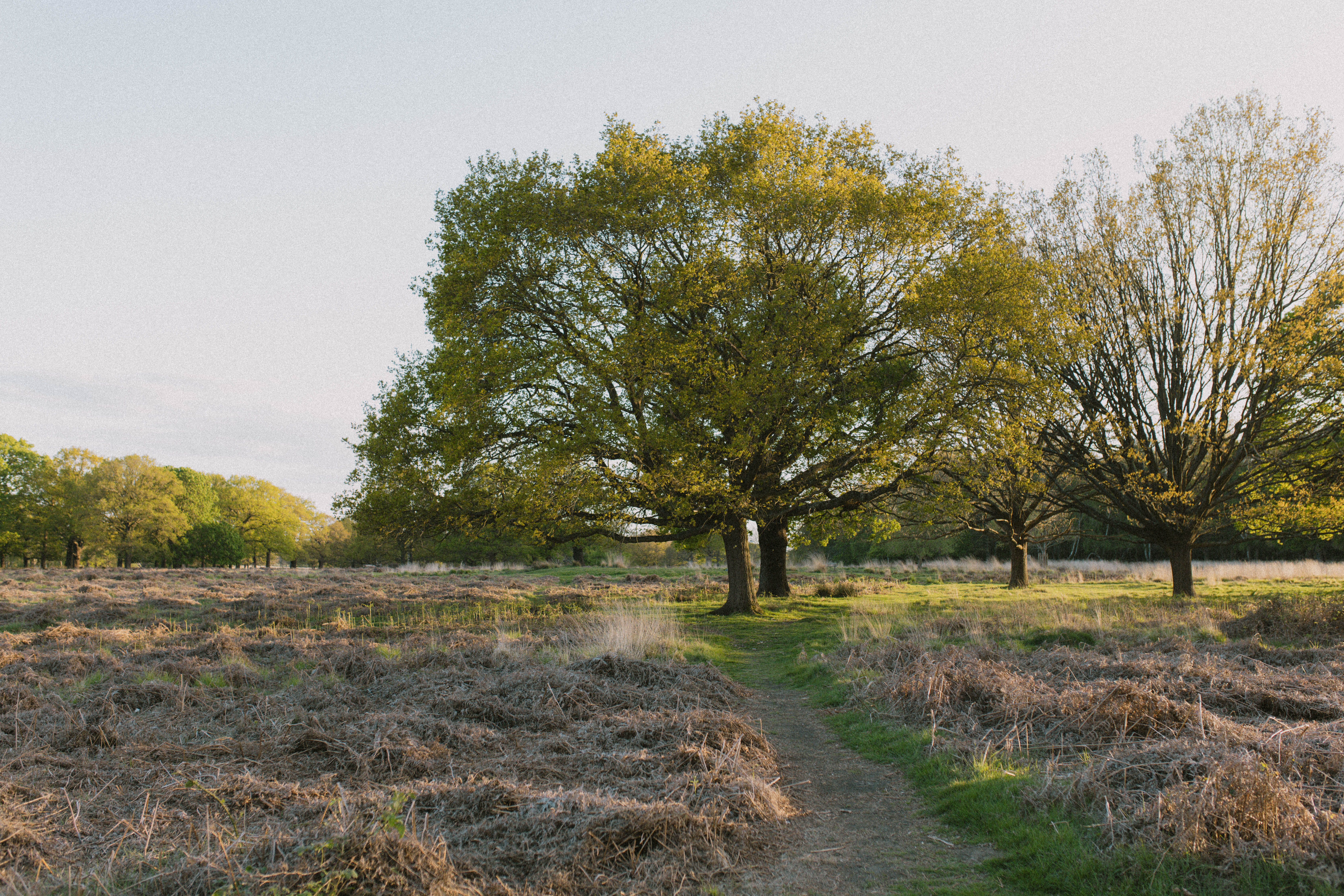 Richmond Park 243